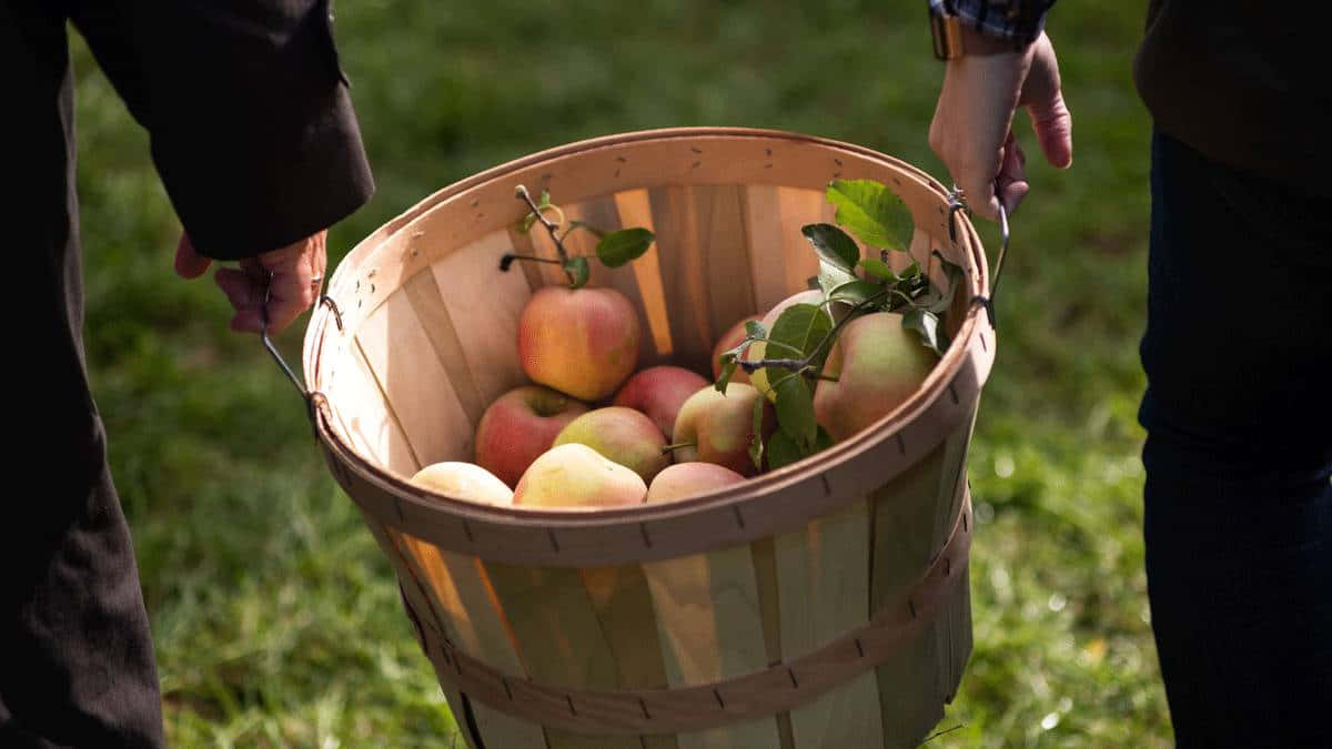 Fall Apples 桌布 壁紙 — 兩隻手拎住一個木籃，裡面裝滿新鮮採摘、仲連住莖嘅蘋果，背景係草地。