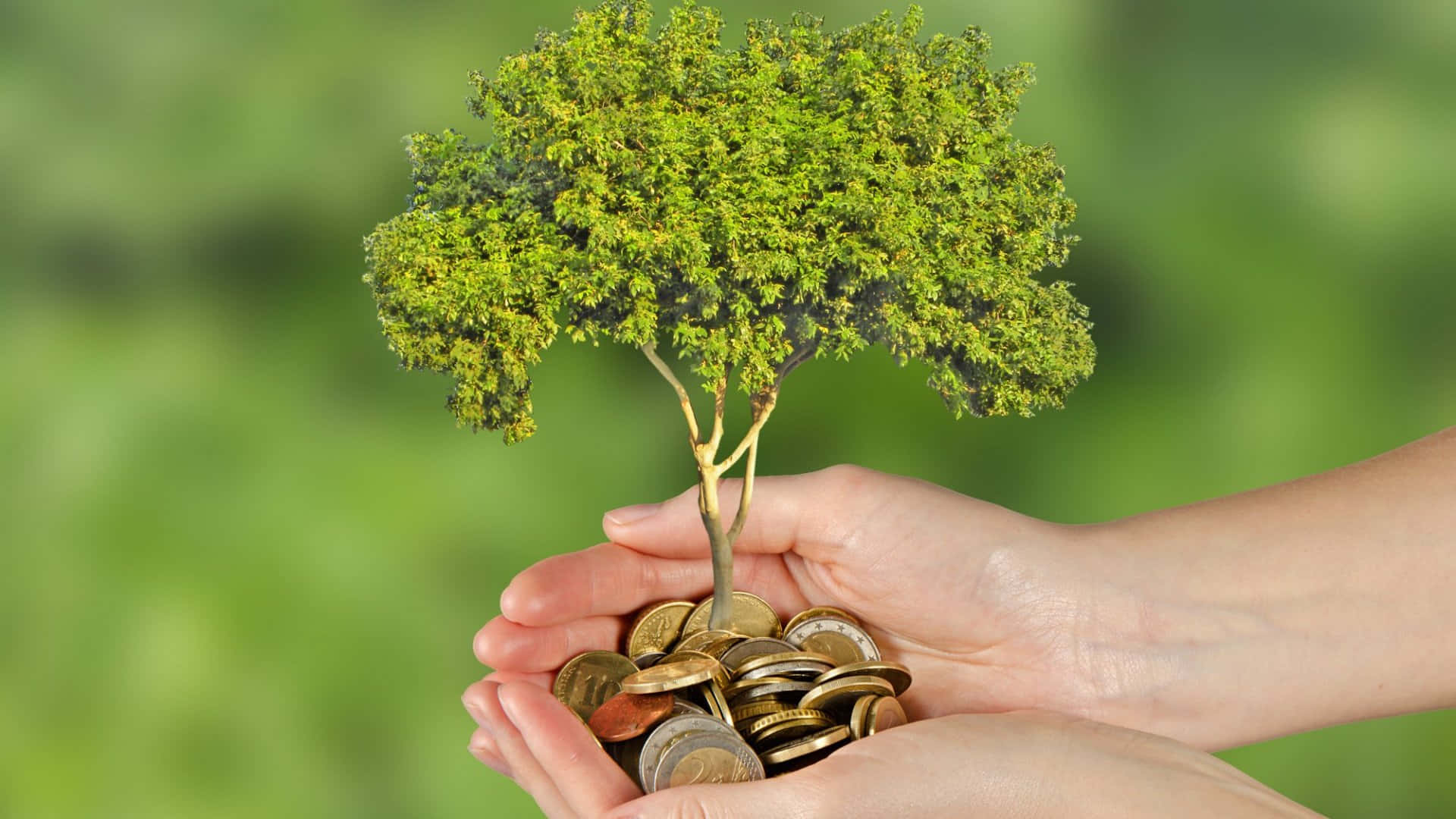 Green Economy 桌布 壁紙 — 兩隻手捧著一棵從硬幣堆中長出的小樹，背景是柔和的綠色。