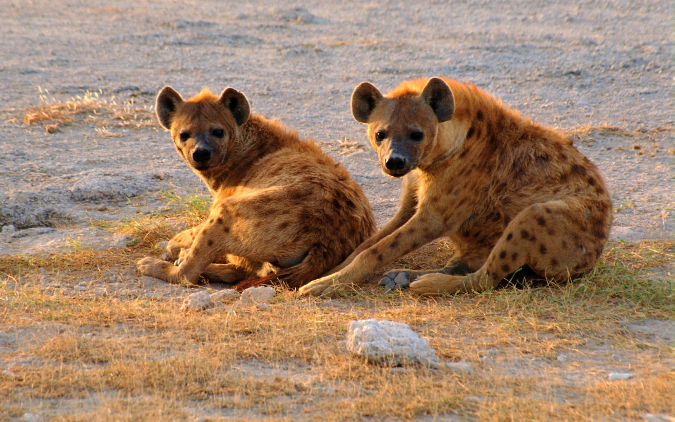 Brown Hyena 桌布 壁紙 — 兩隻斑點鬣狗在溫暖的金色光線下，警覺地坐在乾草和沙地上。