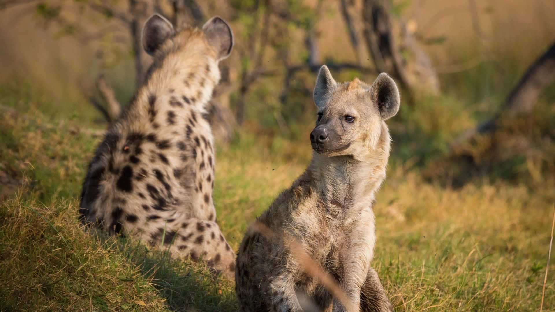 Brown Hyena 桌布 壁紙 — 兩隻斑點鬣狗在溫暖陽光下的金色草叢中警覺地坐著，背後有模糊的樹木。