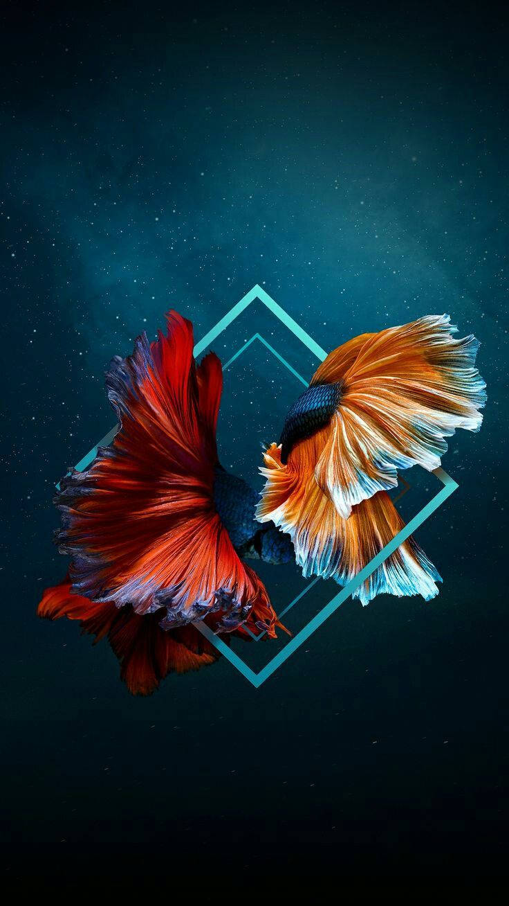 兩隻暹羅鬥魚 iPhone 壁紙 — 兩條色彩鮮豔的鬥魚，擁有流暢的魚鰭，在星光閃爍的藍綠色背景中優雅地游動，背景由發光的幾何線條框住。