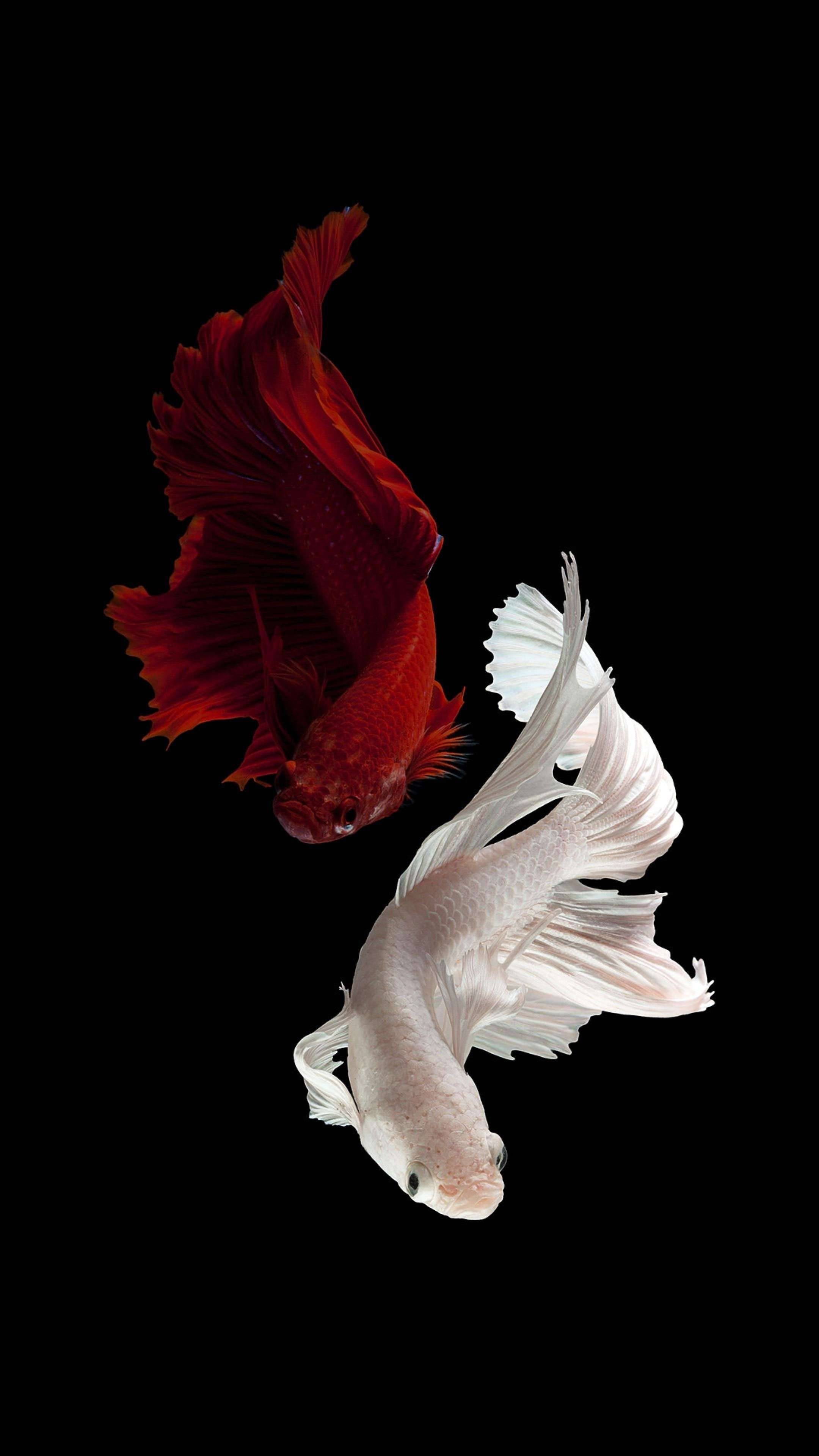 兩隻暹羅鬥魚 iPhone 壁紙 — 一條引人注目的紅白鬥魚在純黑色背景下優雅地游動，展示其流動的魚鰭和鮮明的色彩對比。
