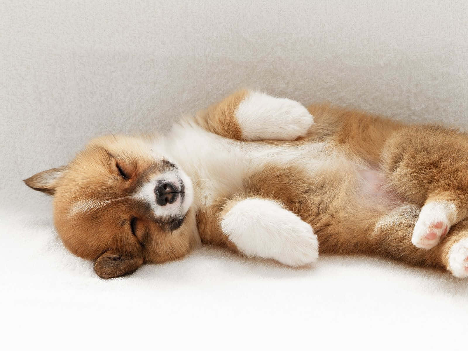 一隻仰臥睡覺的哥基幼犬，爪子向上