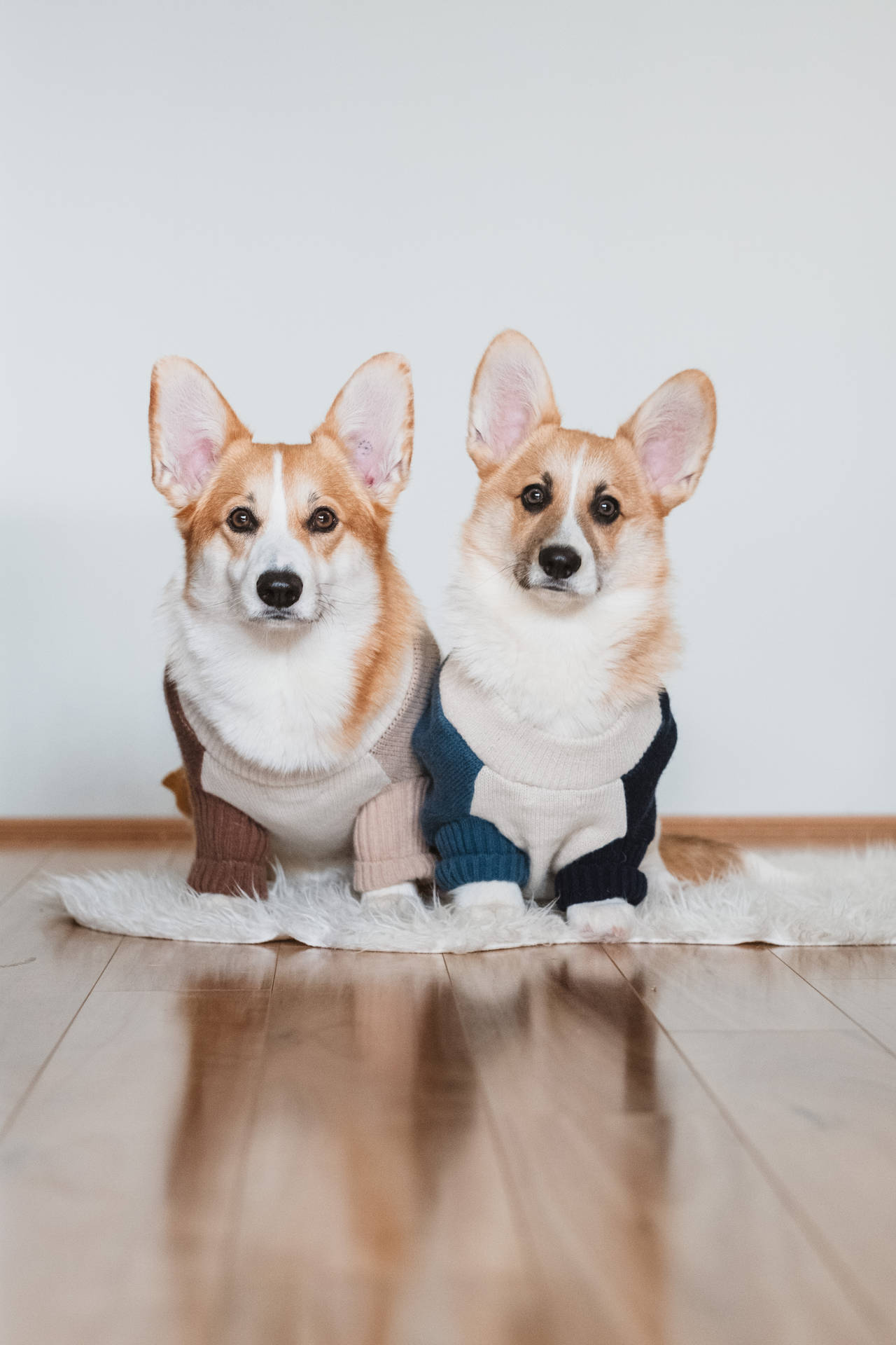 兩隻穿毛衣的哥基犬坐在室內地毯上