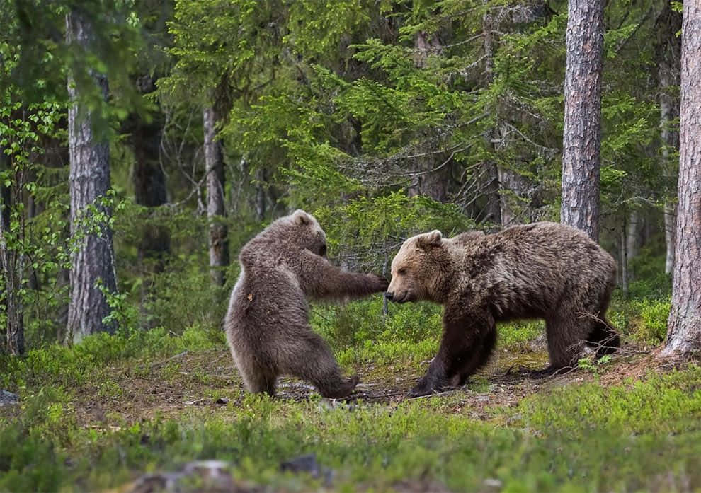 Wildlife Conservation 桌布 壁紙 — 兩隻棕熊喺一個有高樹同柔軟苔蘚地面嘅茂密綠色森林入面嬉戲互動。