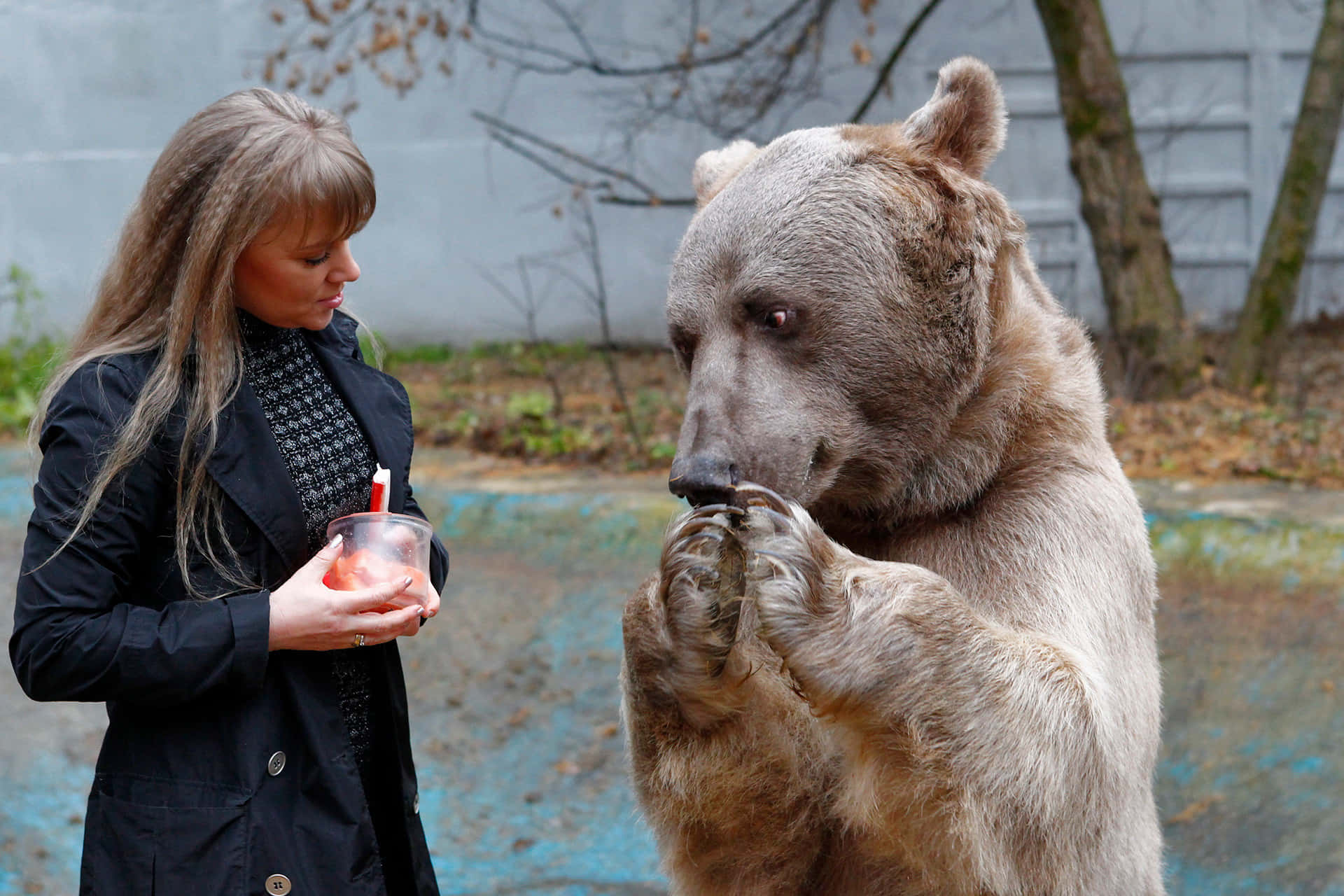 一位女性在動物園圍欄內餵食一隻大棕熊。