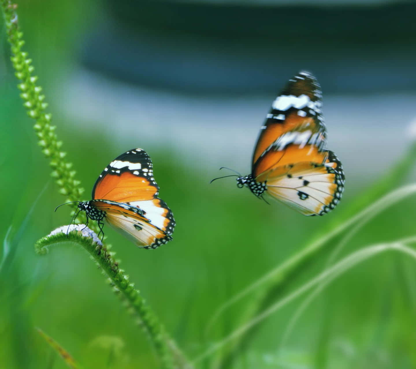 Spring Butterflies 桌布 壁紙 — 兩隻橙色、白色和黑色的蝴蝶在柔和模糊的花園環境中盤旋在綠色植物莖附近。