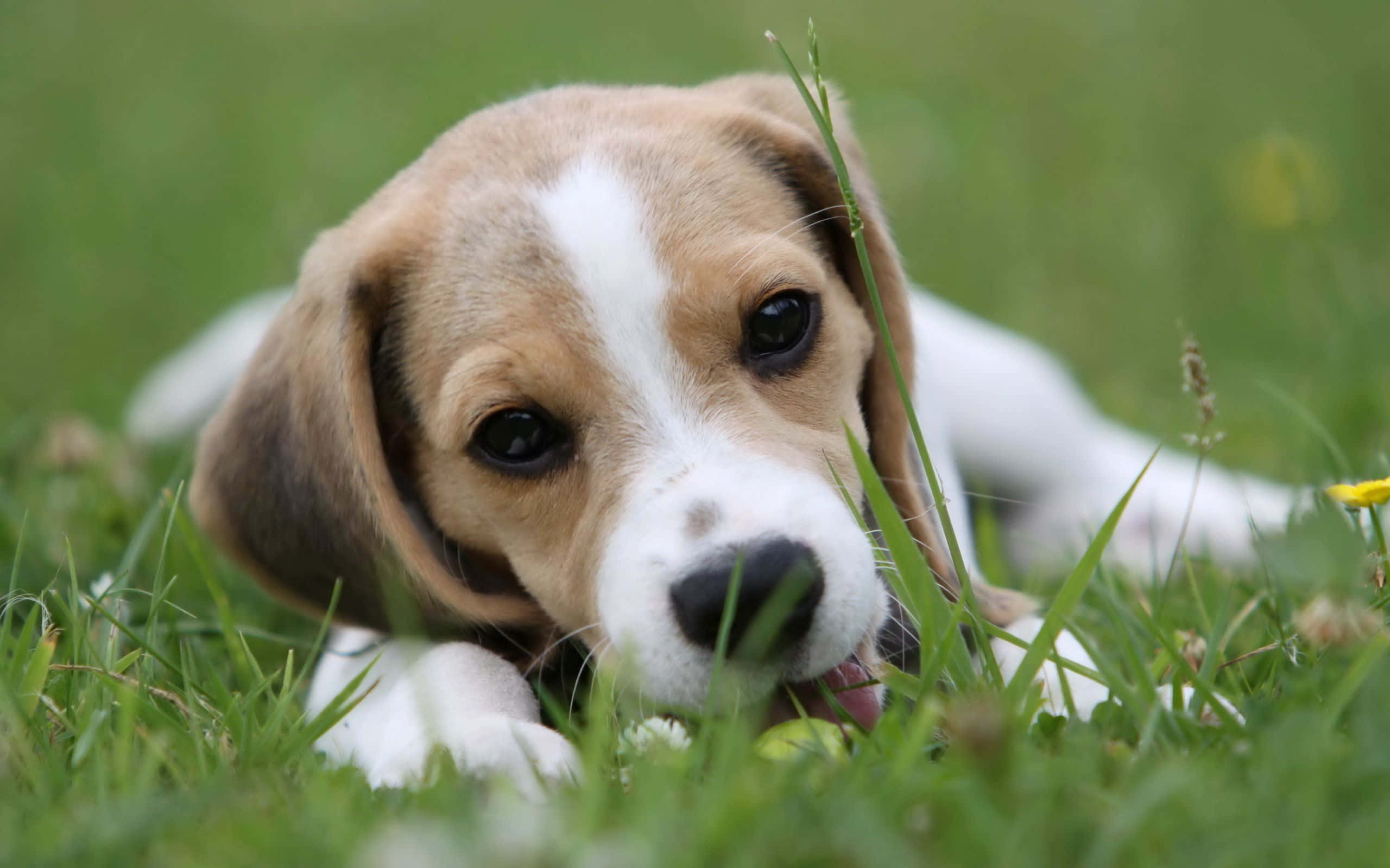 兩隻比格犬歡跳雀躍 壁紙 — 一隻年輕的比格犬幼犬，毛色棕白相間，躺在充滿活力的綠草中，深色眼睛好奇地凝視著相機。