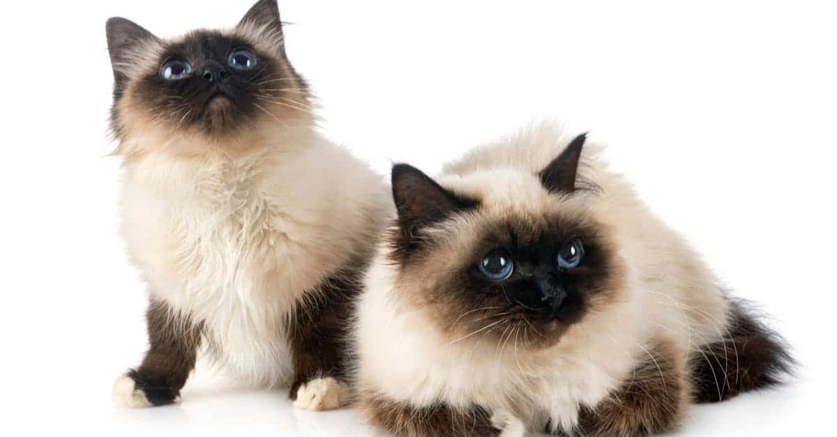 Birman 桌布 壁紙 — 兩隻毛茸茸嘅伯曼貓，擁有搶眼嘅藍色眼睛，喺純白色背景上向上凝視。