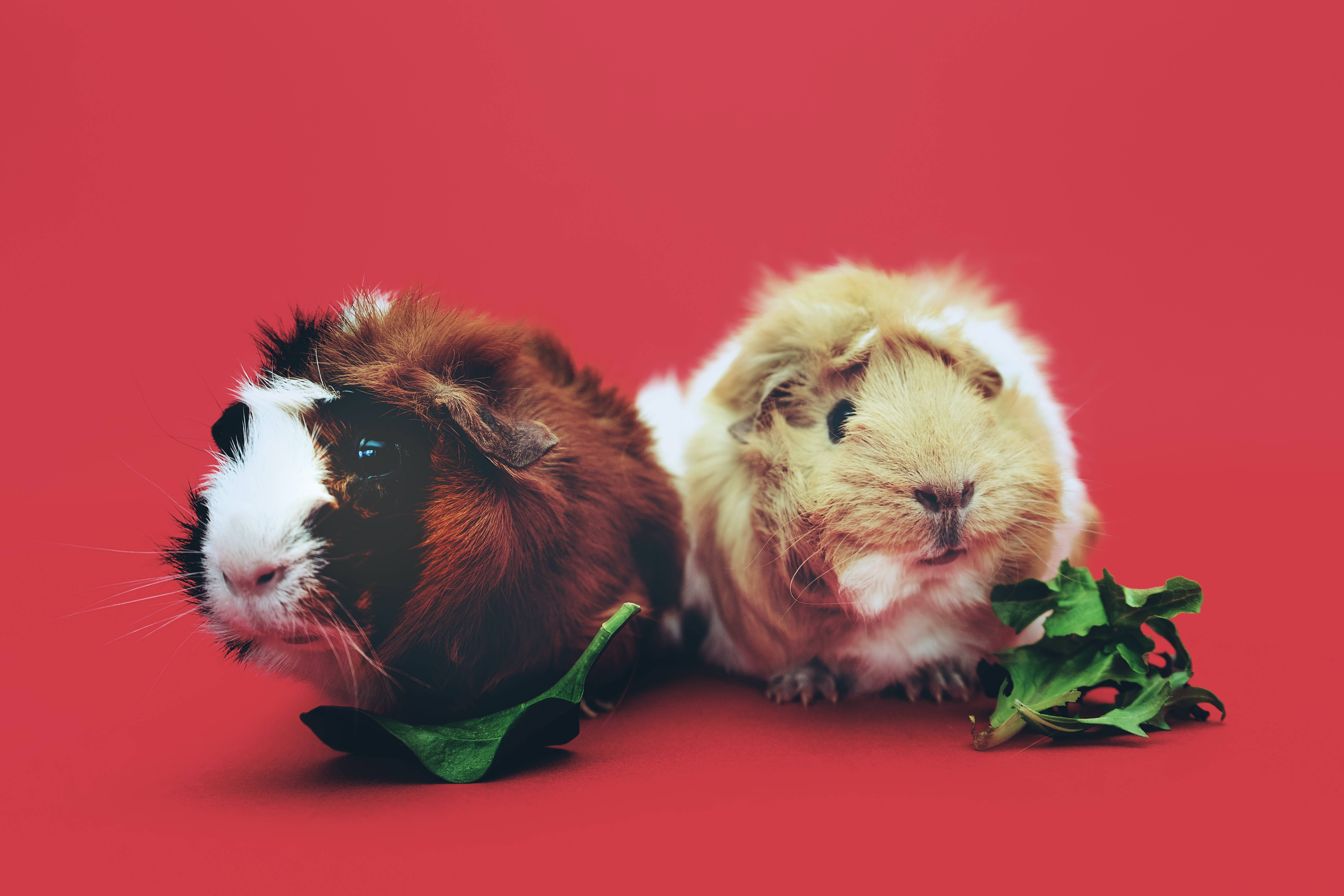 animals 桌布 壁紙 — 兩隻毛茸茸嘅天竺鼠，有棕色同忌廉色嘅毛，並排坐喺鮮紅色背景上，每隻附近都有一塊綠色樹葉。