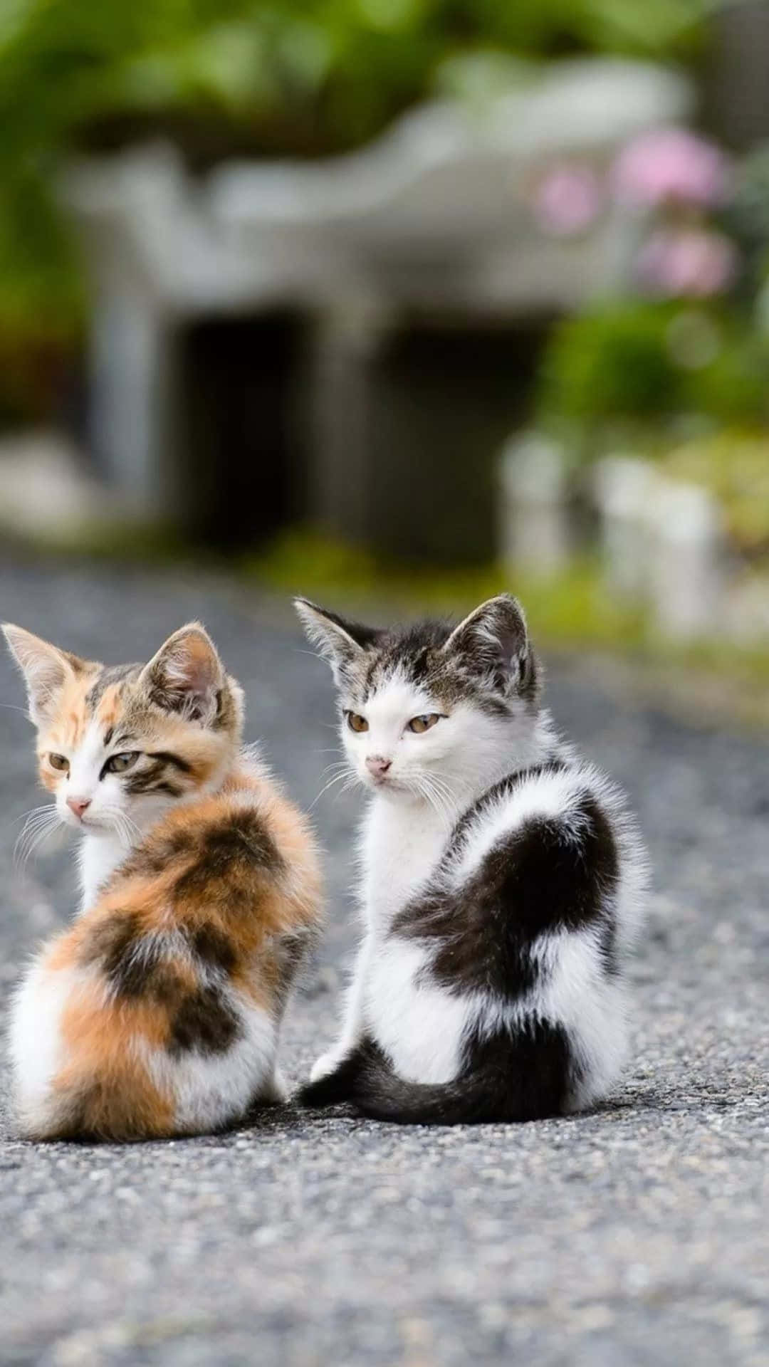 Beautiful Cats 桌布 壁紙 — 兩隻毛茸茸嘅小貓，一隻三色貓同一隻黑白貓，並排坐喺碎石上，好奇咁望住相機。