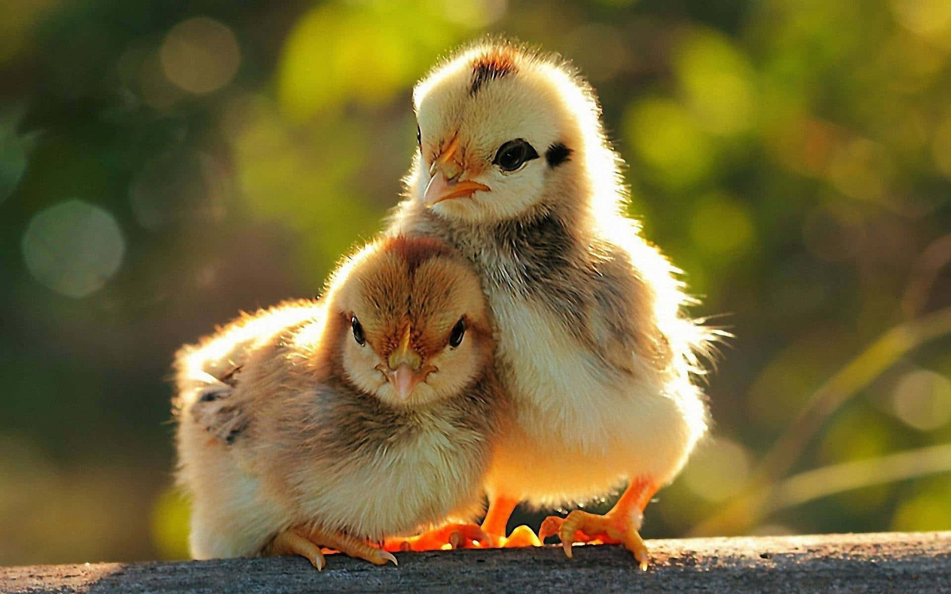 Beautiful Animal 桌布 壁紙 — 兩隻毛茸茸嘅小雞喺溫暖金色陽光下嘅木柵欄上互相依偎，背景係柔和綠色散景。