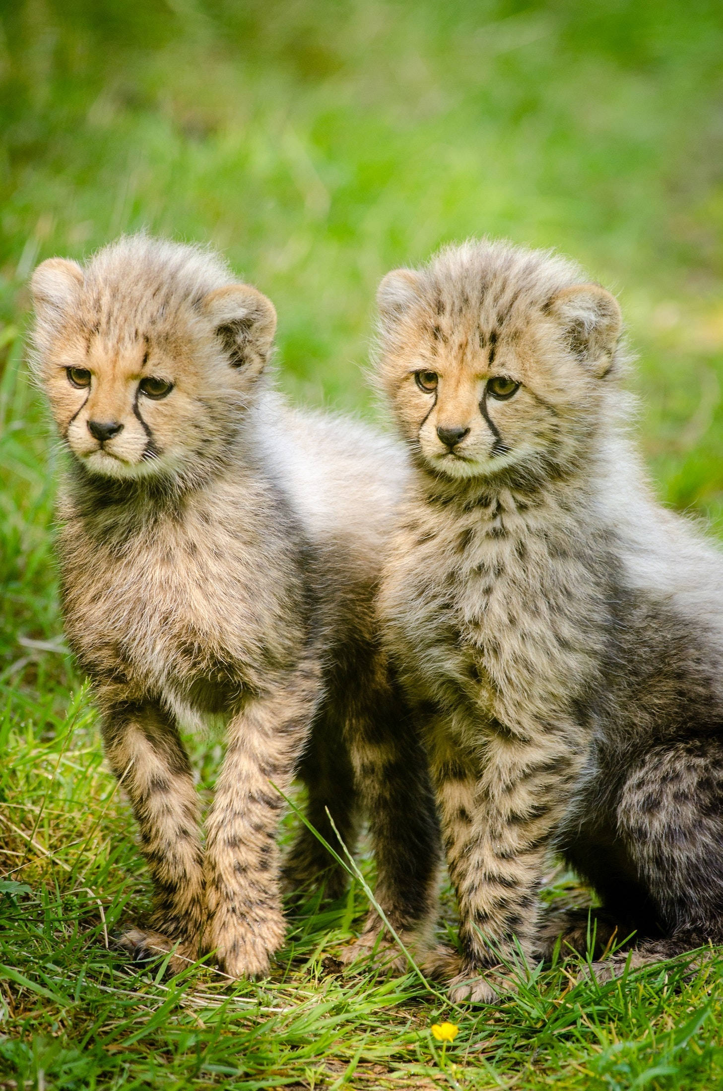 Cheetah 桌布 壁紙 — 兩隻毛茸茸嘅獵豹BB企喺充滿活力嘅綠草中警覺咁望住，柔和嘅陽光突顯佢哋嘅斑點毛皮。