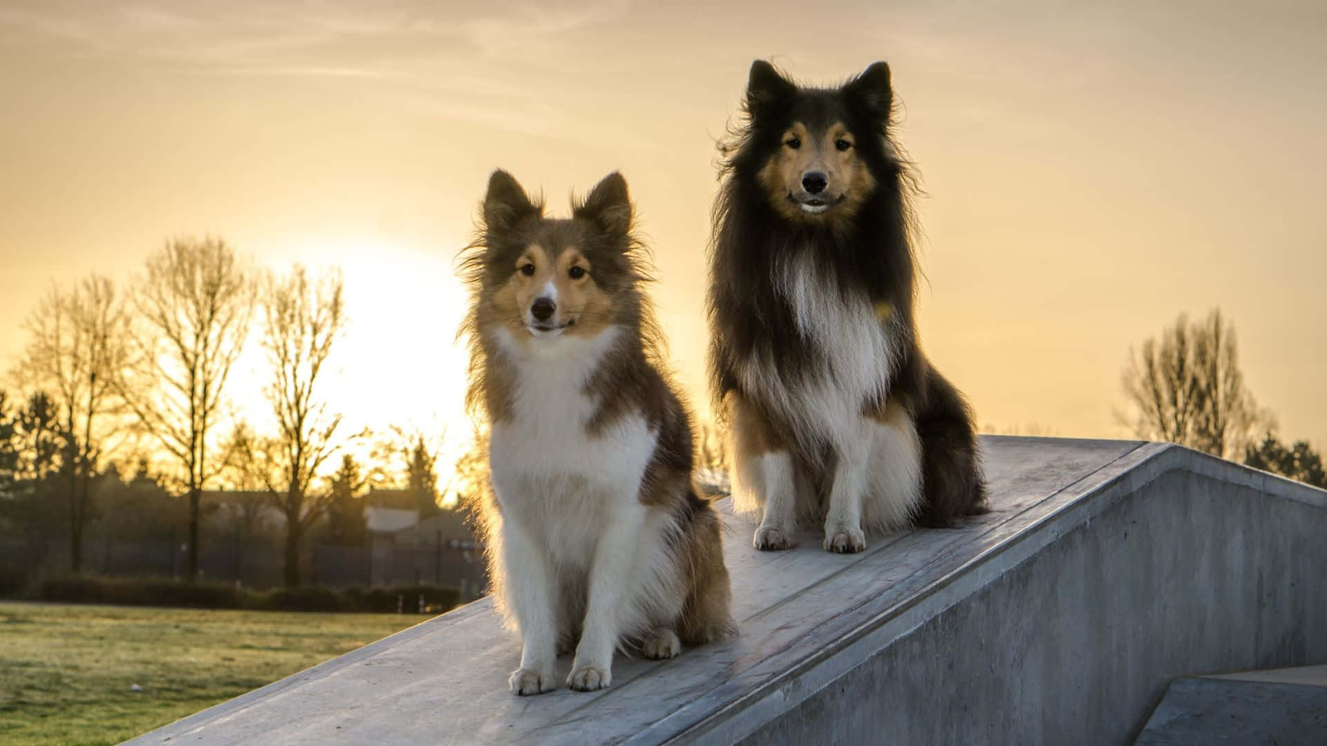 Dogs 桌布 壁紙 — 兩隻毛茸茸嘅設得蘭牧羊犬威嚴咁坐喺一條混凝土斜坡上，金色嘅夕陽照住佢哋嘅毛同後面嘅禿樹。