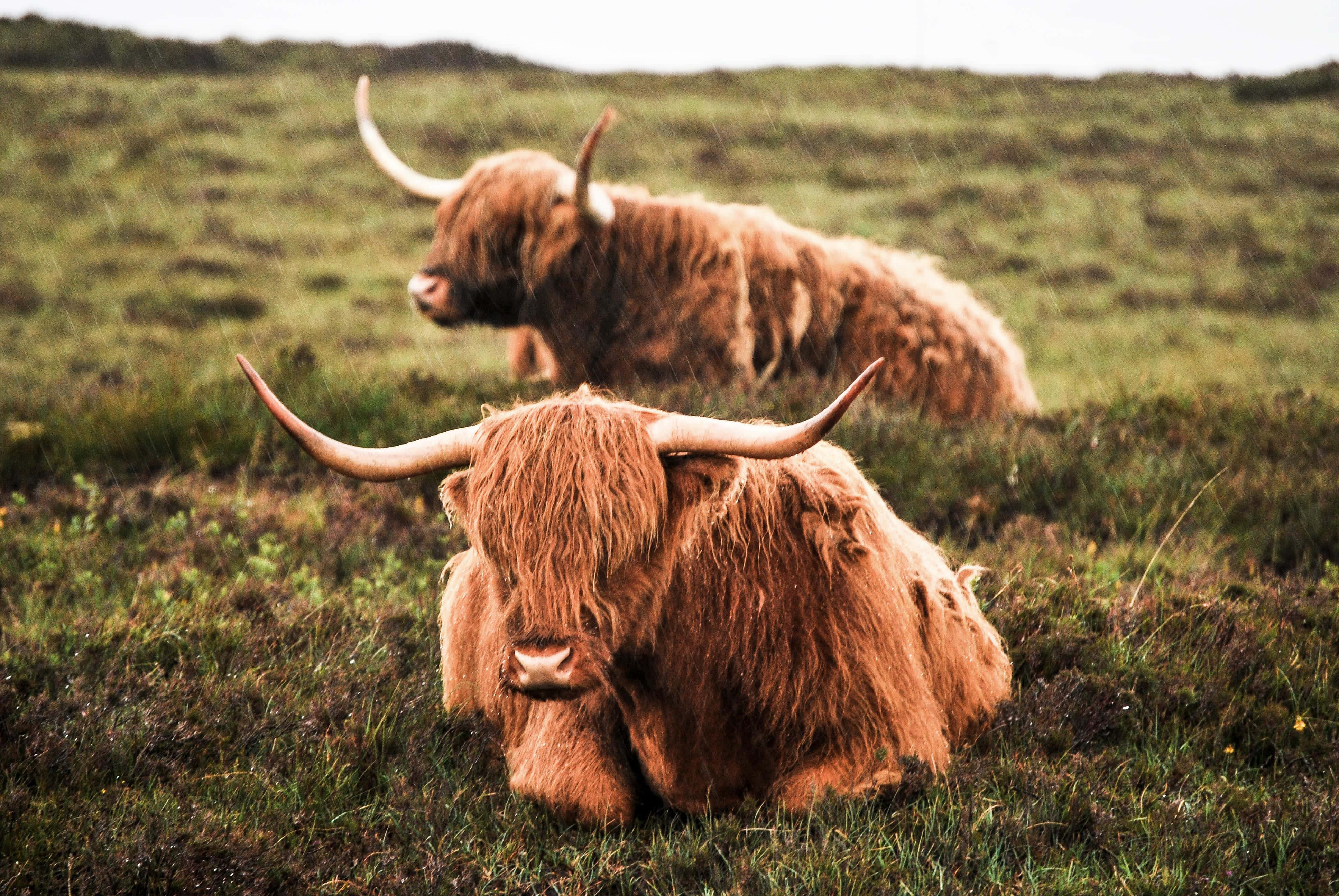Highland Cow 桌布 壁紙 — 兩隻毛茸茸嘅高地牛喺被雨水沖刷嘅綠色田野中休息，長角同厚啡色毛。