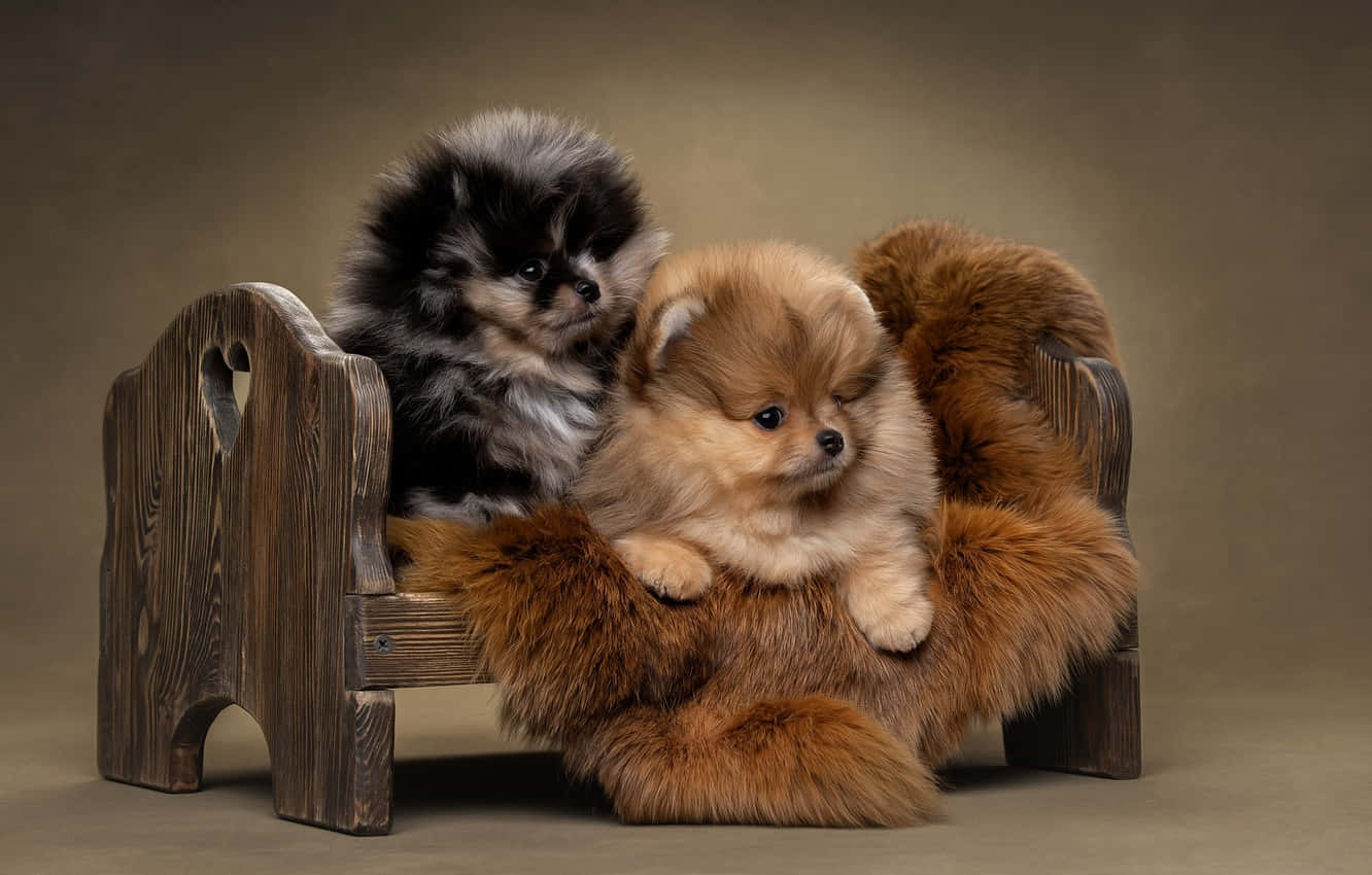 小狗 桌布 壁紙 — 兩隻毛茸茸的博美犬幼犬，一黑一棕，舒適地坐在一張鋪著棕色毛毯的鄉村風格木長椅上。