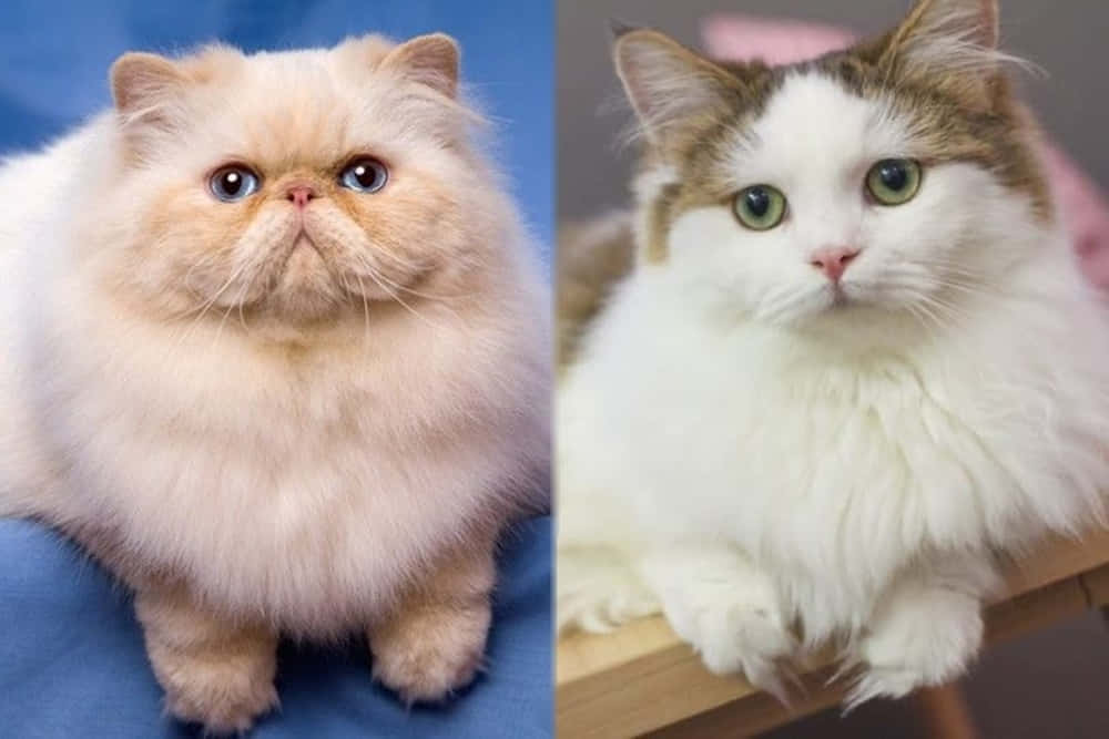 Napoleon Cat 桌布 壁紙 — 兩隻毛茸茸的大眼貓咪，一隻係藍色背景上嘅忌廉色波斯貓，另一隻係木質表面上嘅白色虎斑貓。
