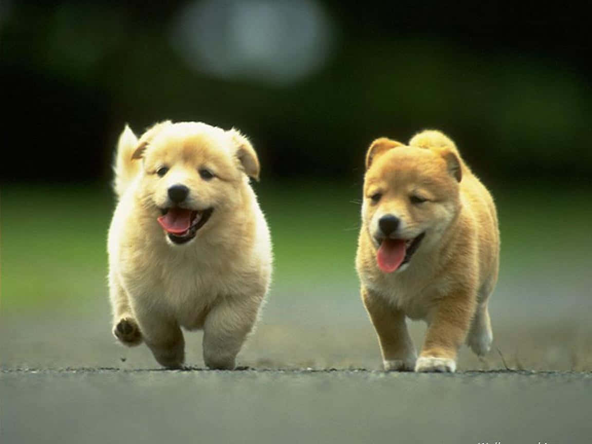 Puppies 桌布 壁紙 — 兩隻毛茸茸的小狗在鋪砌的小路上並排快樂地小跑，身後是模糊的綠植。