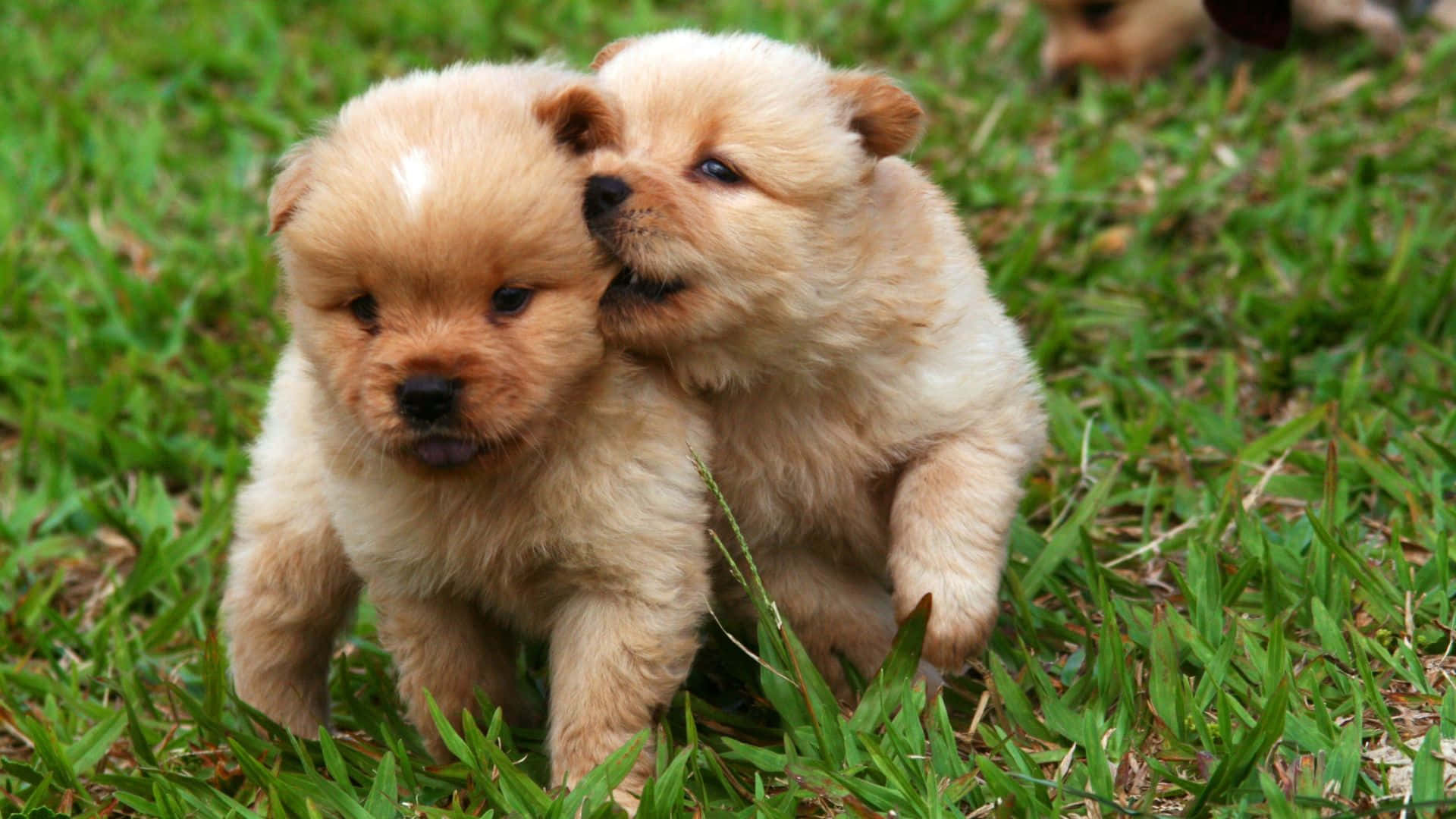 Dogs 桌布 壁紙 — 兩隻毛茸茸的棕色小狗在明亮的日光下，在充滿活力的綠色草地上嬉戲地互相蹭鼻子。
