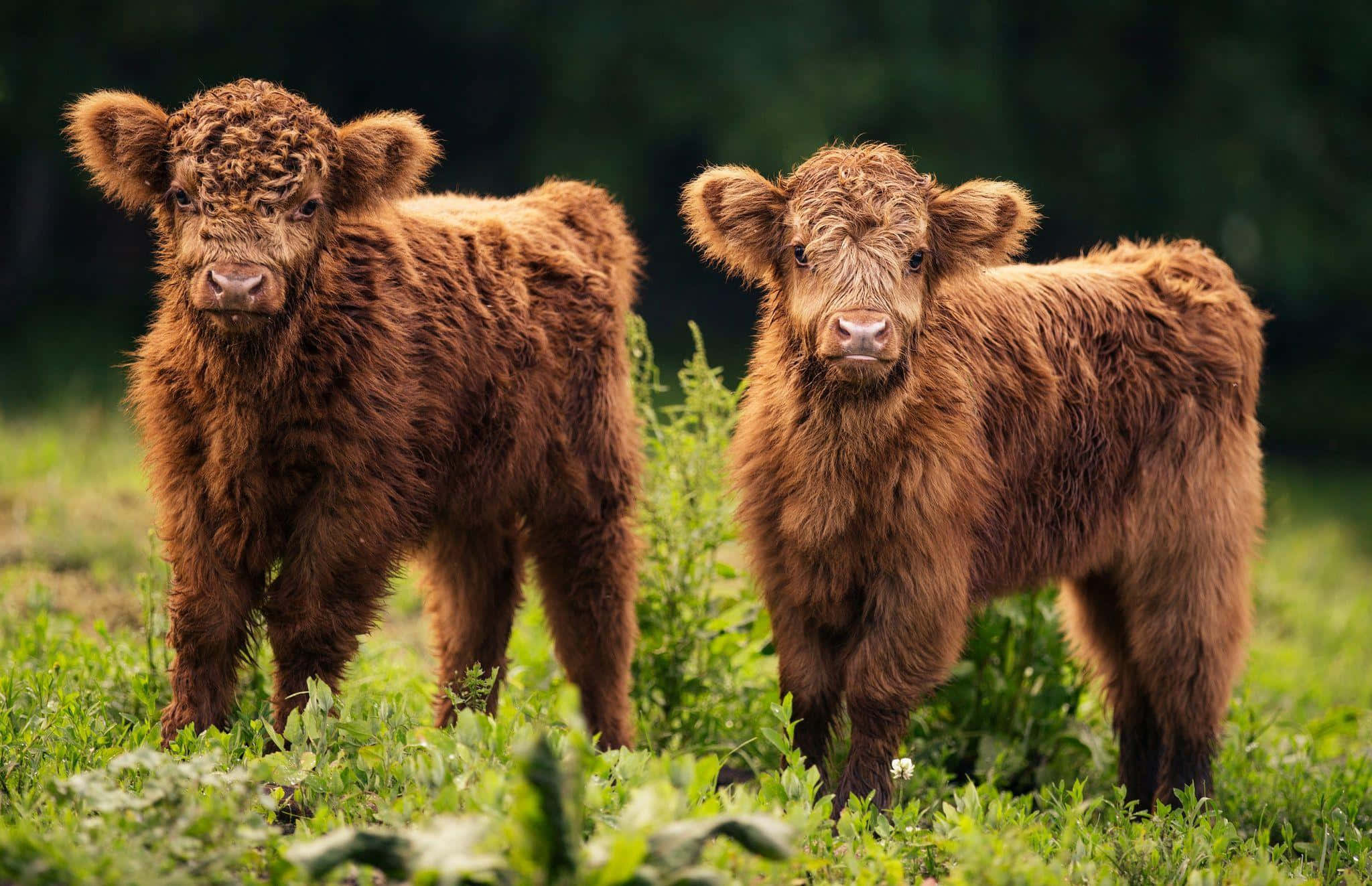 Highland Cow 桌布 壁紙 — 兩隻毛茸茸的棕色高地小牛站在陽光明媚的綠色田野中，用柔軟的皮毛和大眼睛好奇地凝視著鏡頭。