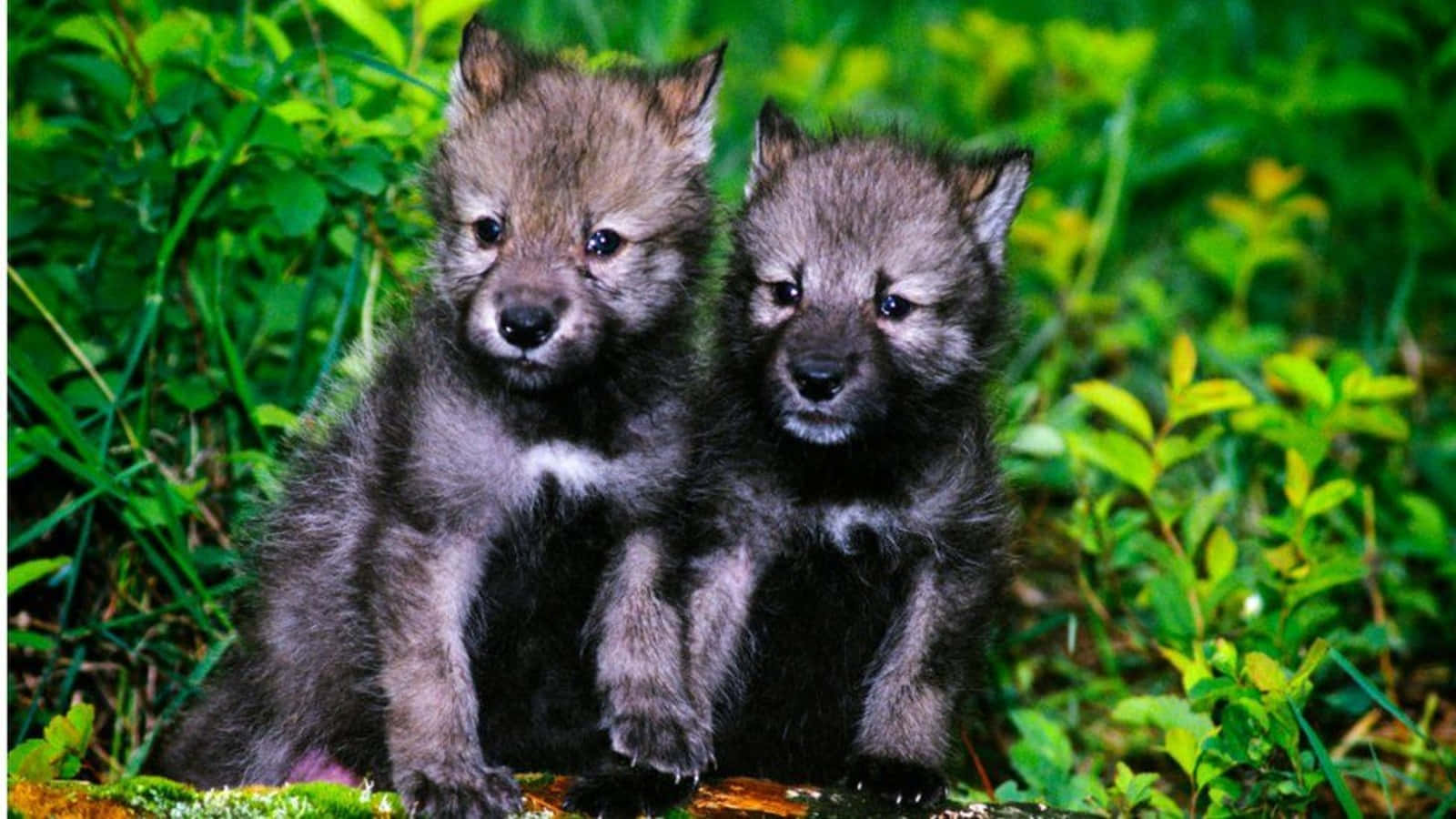 Wolf Pup 桌布 壁紙 — 兩隻毛茸茸的灰色狼崽並肩坐在充滿活力的綠色樹葉中，好奇地凝視著相機。