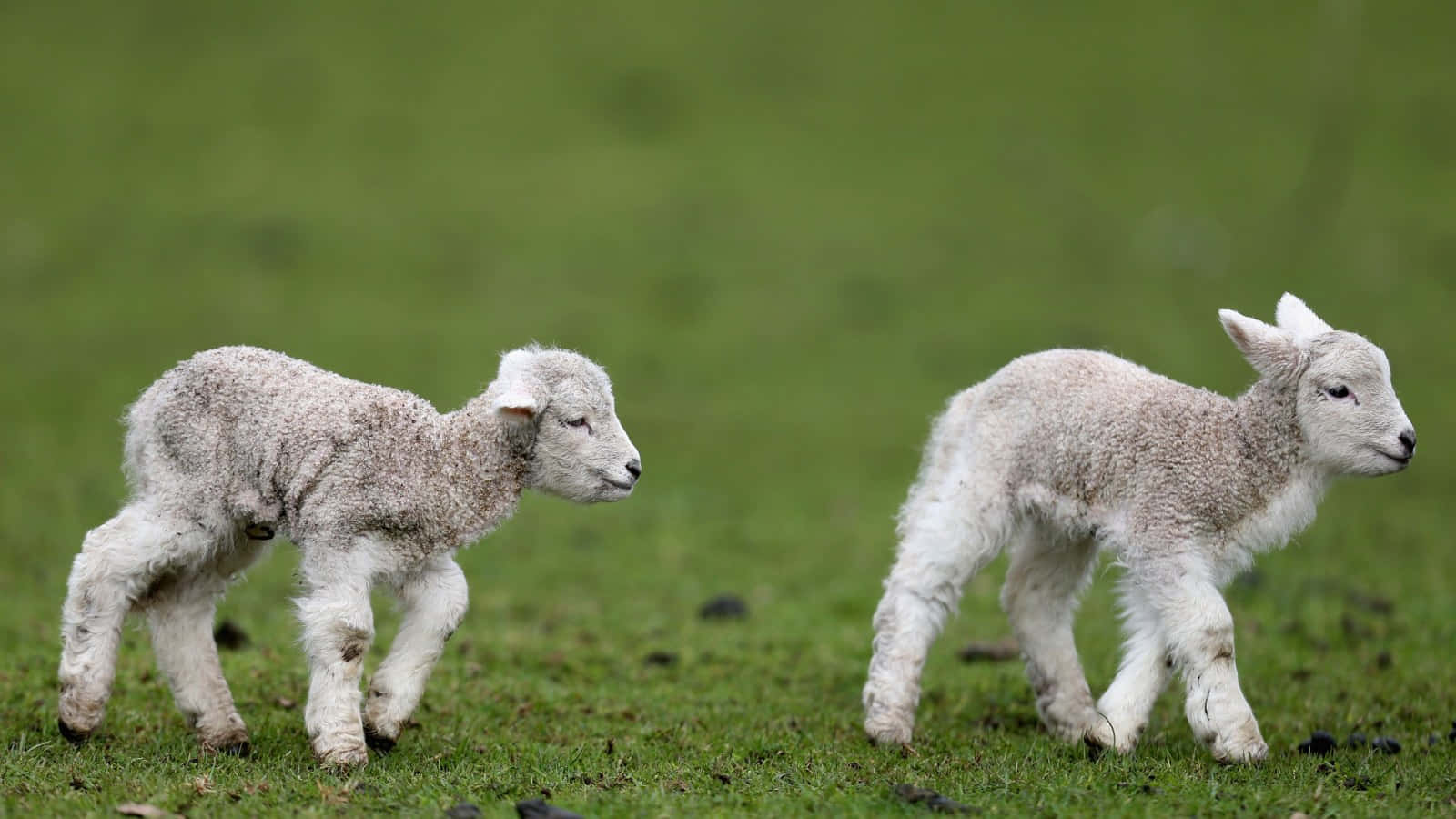 Lamb 桌布 壁紙 — 兩隻毛茸茸的白色小羊在柔和自然光下並排小跑穿過充滿活力的綠色牧場。