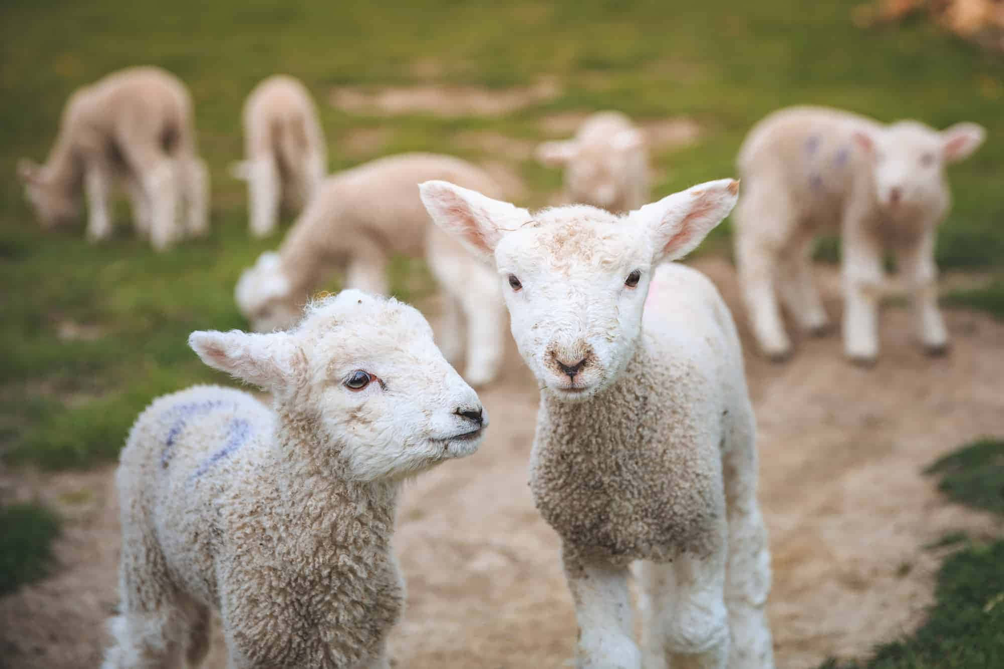 Lamb 桌布 壁紙 — 兩隻毛茸茸的白色小羊好奇地看著鏡頭，其他羊則在柔軟的綠色牧場吃草。