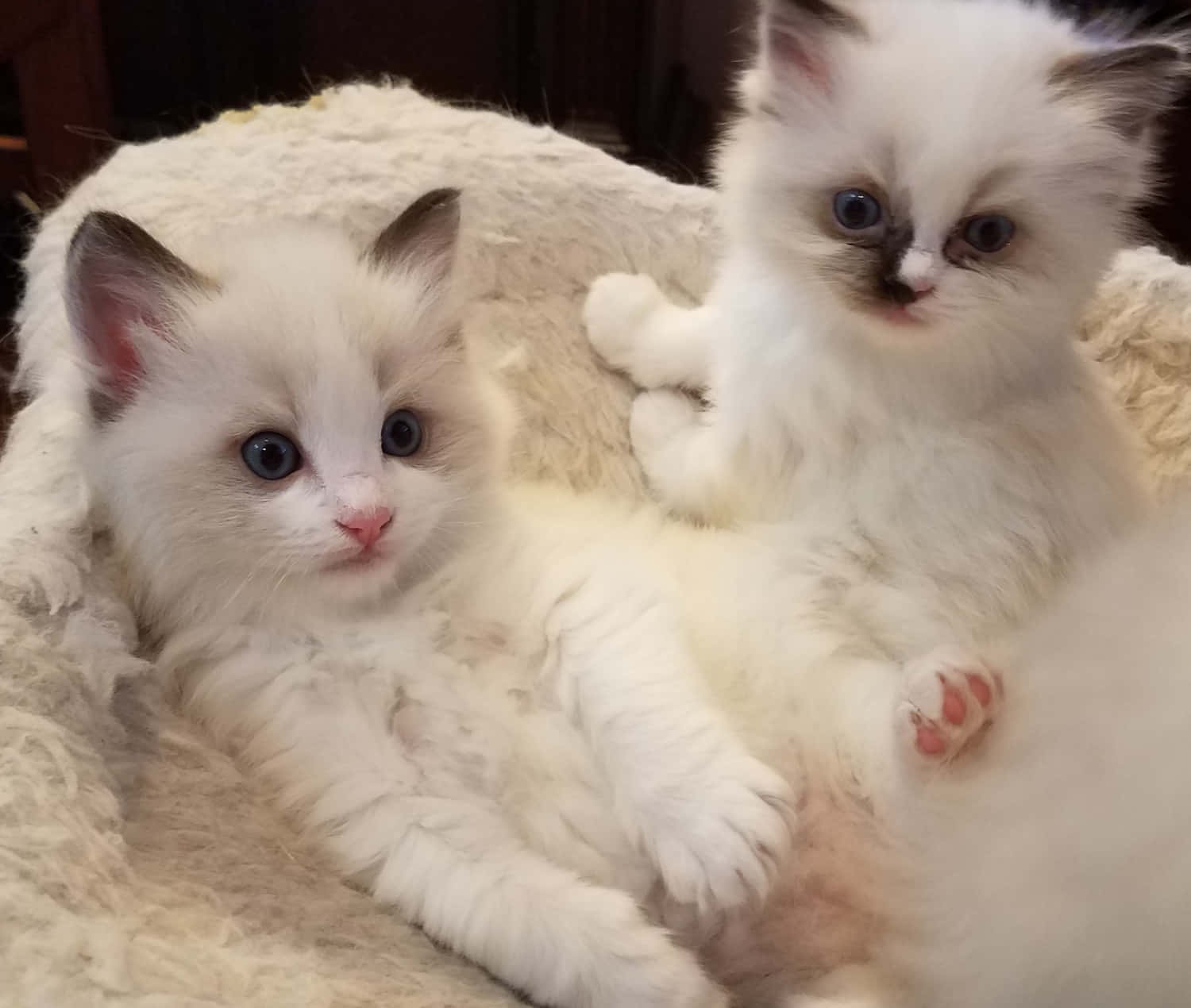 Ragdoll 桌布 壁紙 — 兩隻毛茸茸的白色布偶貓咪，擁有藍色眼睛，舒適地躺在柔軟的奶油色毯子上休息。