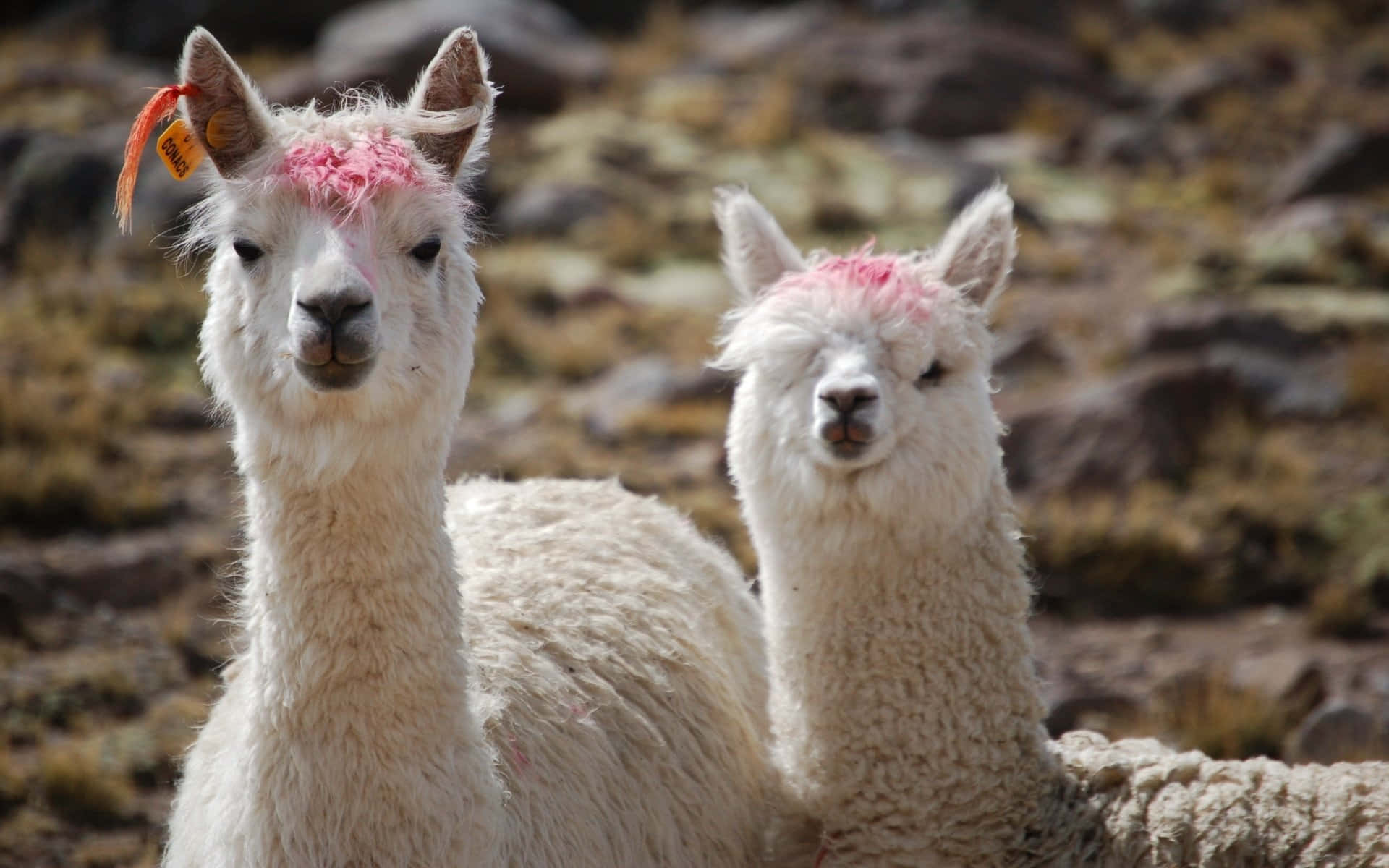 Kawaii Llama 桌布 壁紙 — 兩隻毛茸茸的白色羊駝，頭上有粉紅色染料，在陽光明媚的岩石田野中緊密地站在一起。