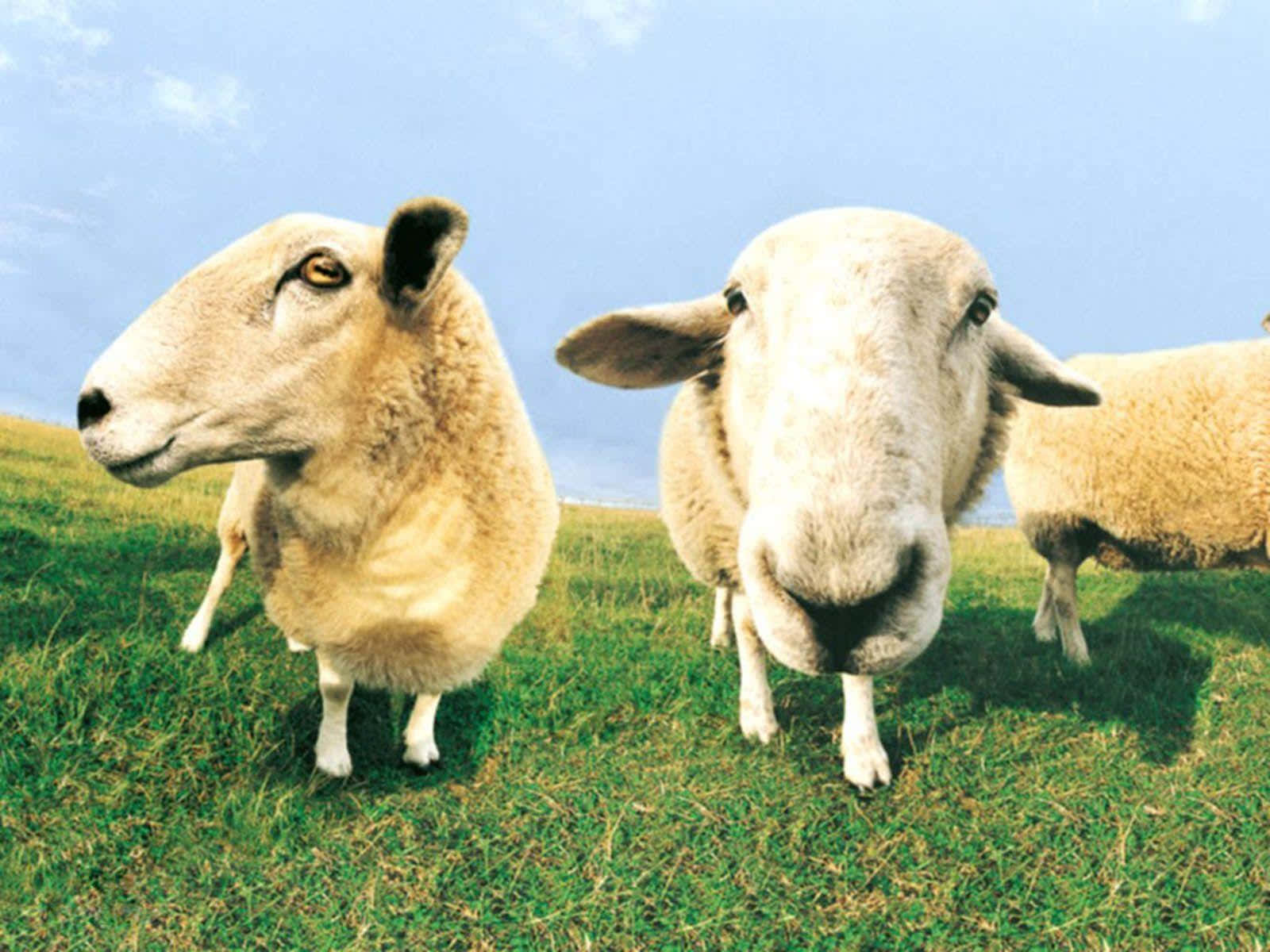 Farm Animal 桌布 壁紙 — 兩隻毛茸茸的綿羊帶著好奇的表情，在晴朗的藍天下緊貼著站在一片充滿活力的綠色山丘上。