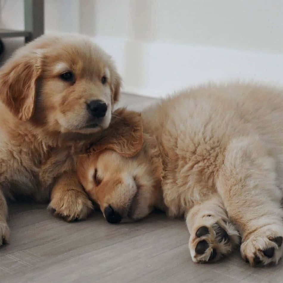 Cuddly 桌布 壁紙 — 兩隻毛茸茸的金毛尋回犬幼犬一起在木地板上休息，一隻醒著向前凝視，另一隻頭靠在兄弟姊妹身上睡著了。