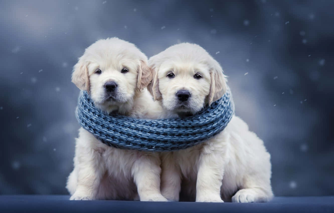 Puppies 桌布 壁紙 — 兩隻毛茸茸的金毛尋回犬幼犬依偎在一起，戴著一條厚厚的藍色針織圍巾，背景是雪地。