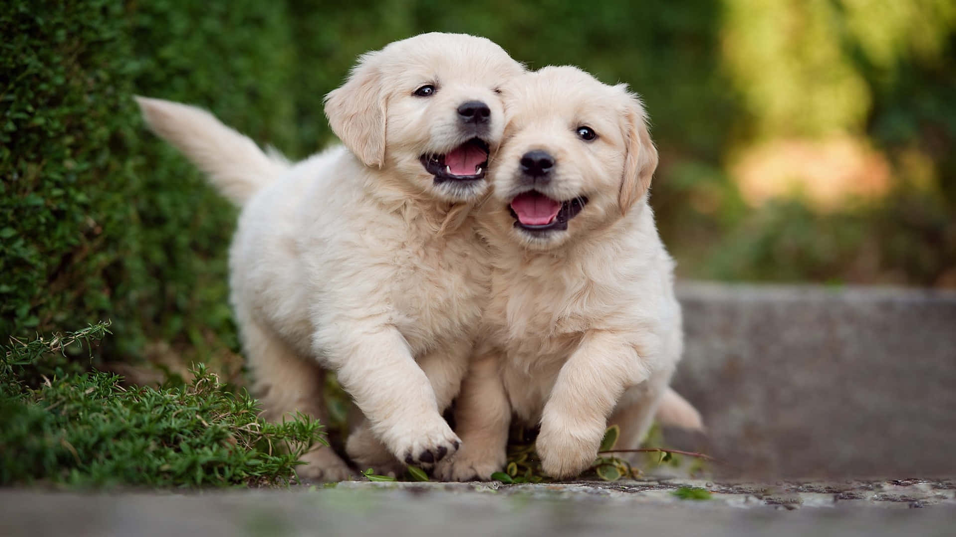 Puppies 桌布 壁紙 — 兩隻毛茸茸的金毛尋回犬幼犬喺陽光普照嘅花園入面開心咁一齊玩，後面有綠色嘅樹葉。