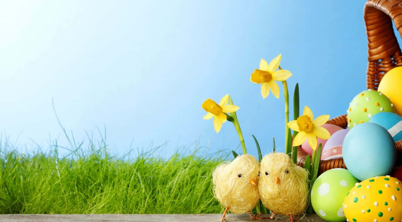 Cute Easter 桌布 壁紙 — 兩隻毛茸茸的黃色小雞站在一籃色彩繽紛的復活節彩蛋和盛開的水仙花旁邊，在晴朗的藍天下，綠草如茵。