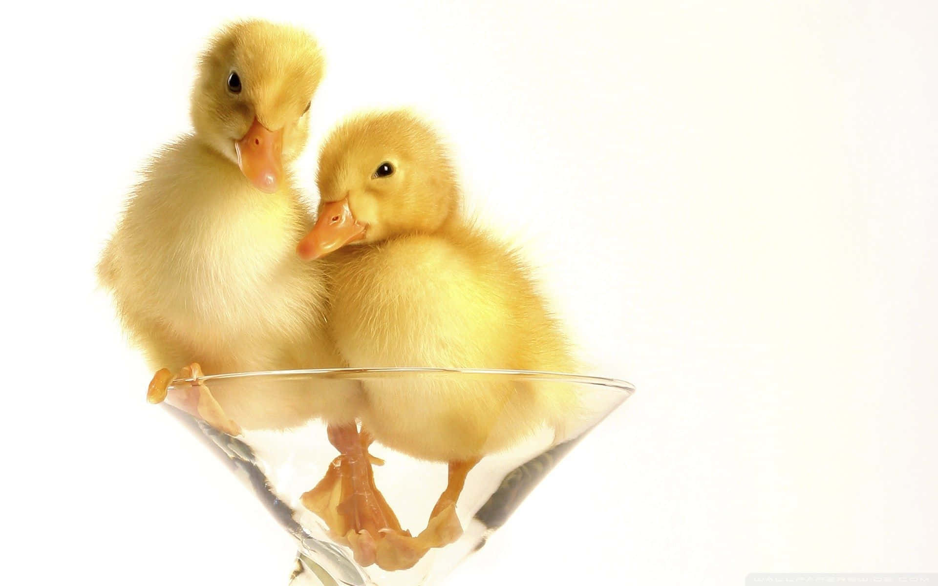 Cute Duck 桌布 壁紙 — 兩隻毛茸茸的黃色小鴨一起棲息在一個透明的馬提尼酒杯內，背景是明亮的白色。