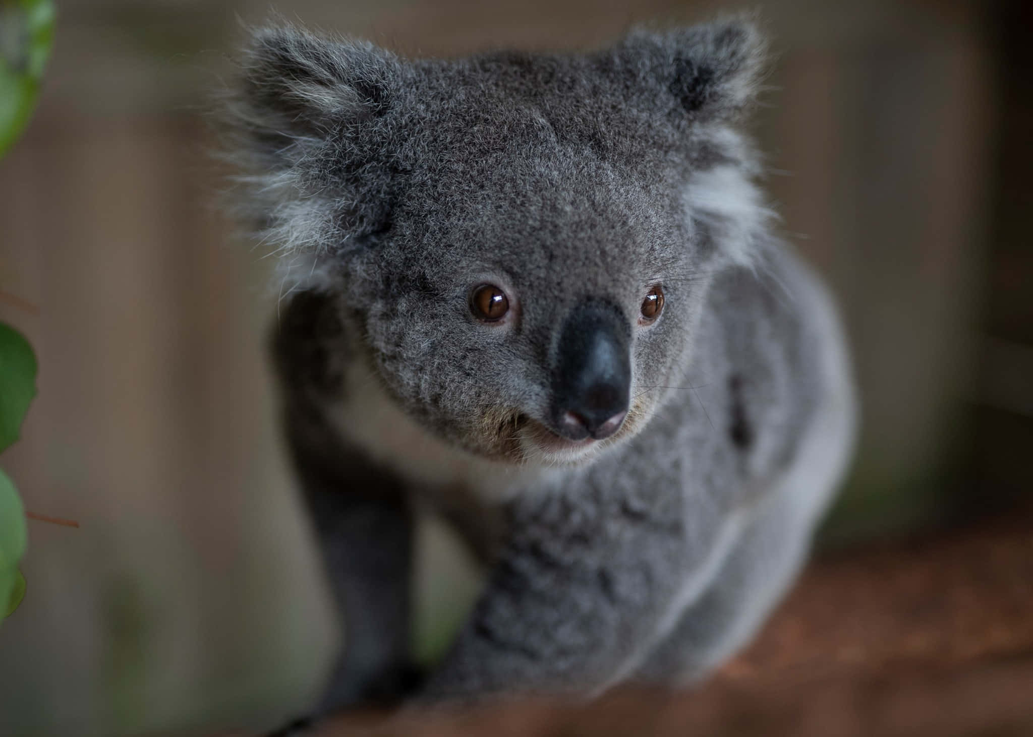 兩隻活潑的猴子在當地動物園享受快樂的一天 壁紙 — 一張毛茸茸灰色樹熊的近距離照片，牠有明亮的棕色眼睛，正從樹枝上直視鏡頭。