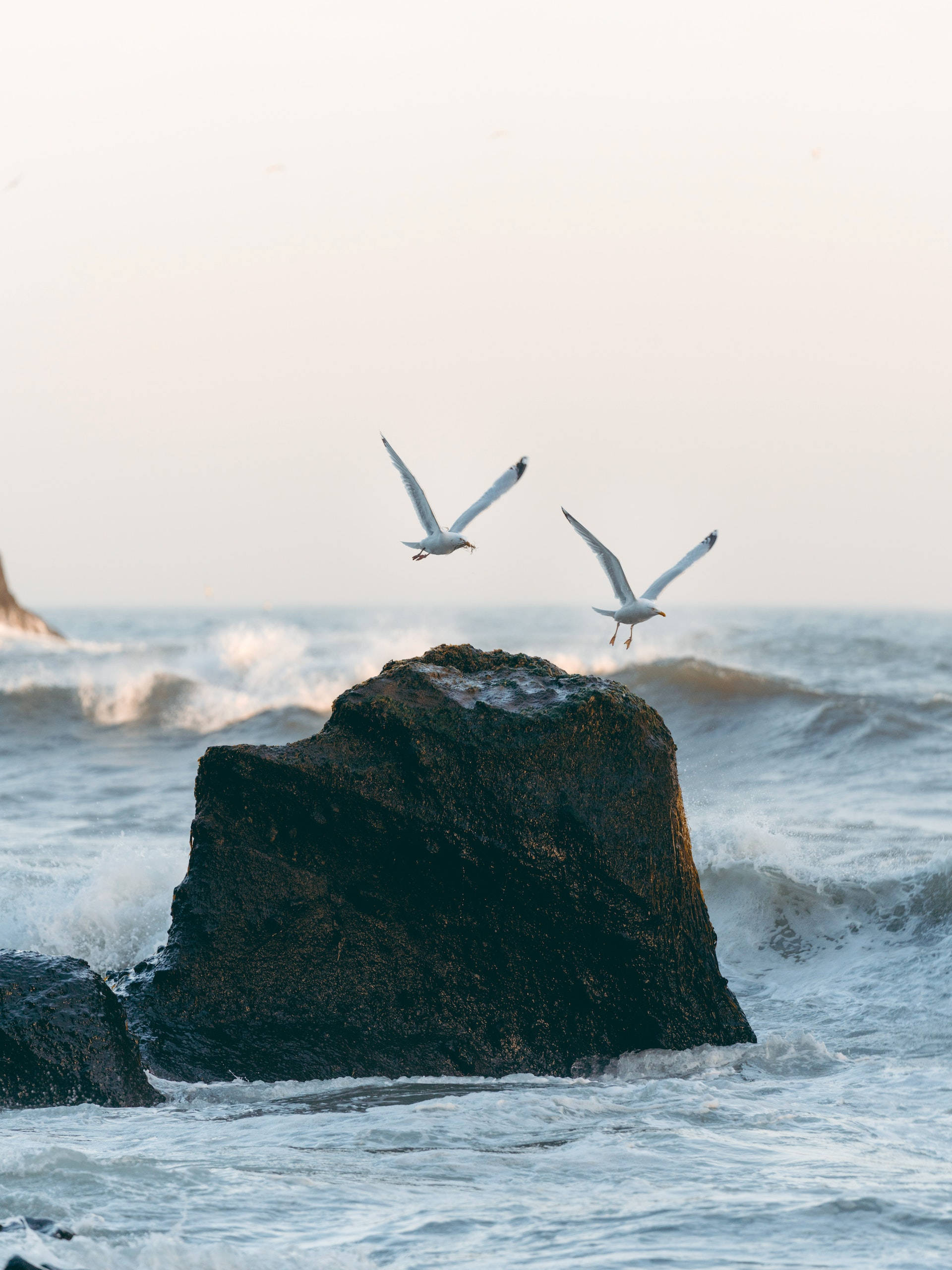 birds 桌布 壁紙 — 兩隻海鷗優雅地翱翔在崎嶇的岩石上方，海浪拍打岩石，構成寧靜的海岸景象。
