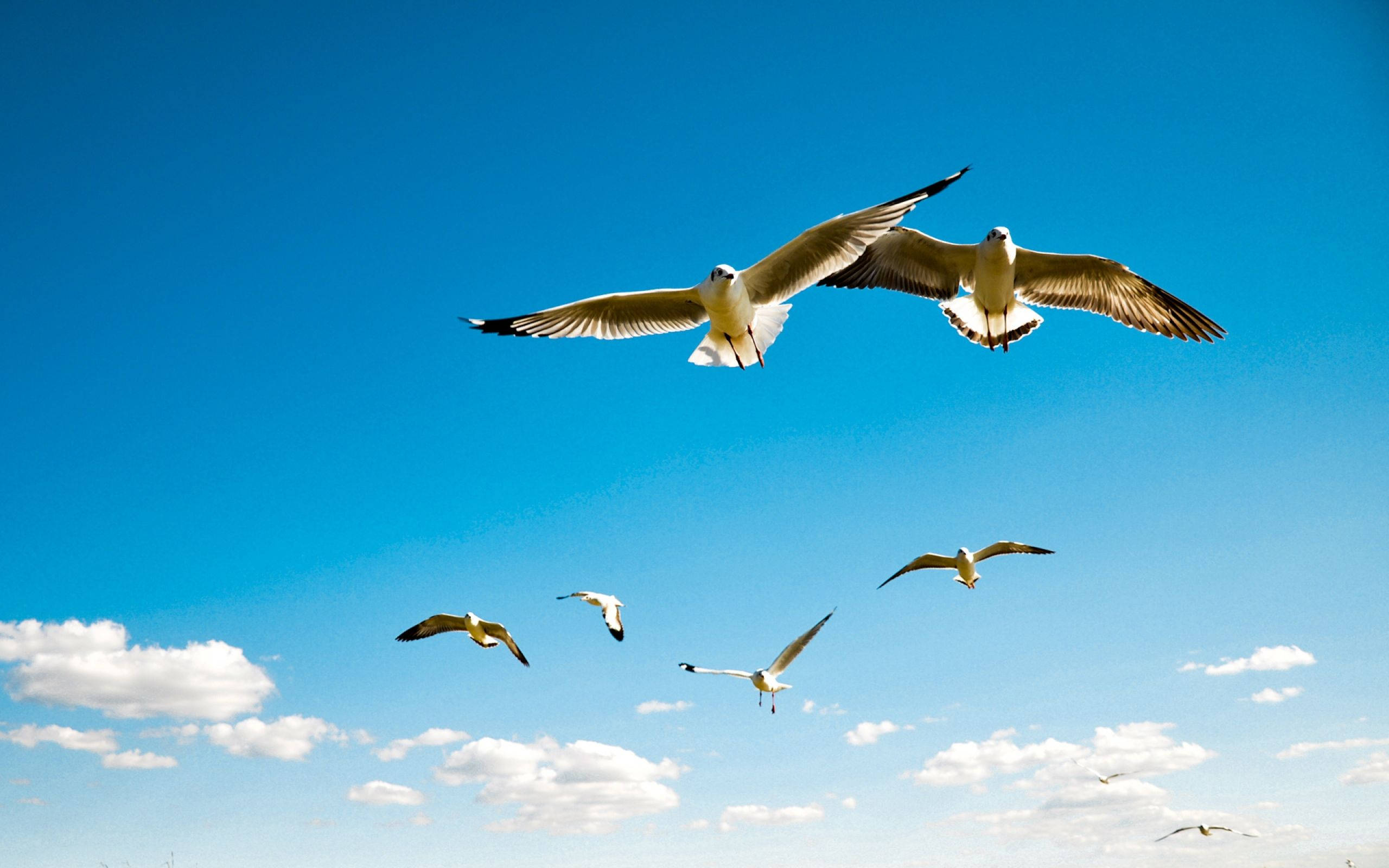 birds 桌布 壁紙 — 兩隻海鷗在點綴著蓬鬆白雲的鮮豔藍天中並肩翱翔。