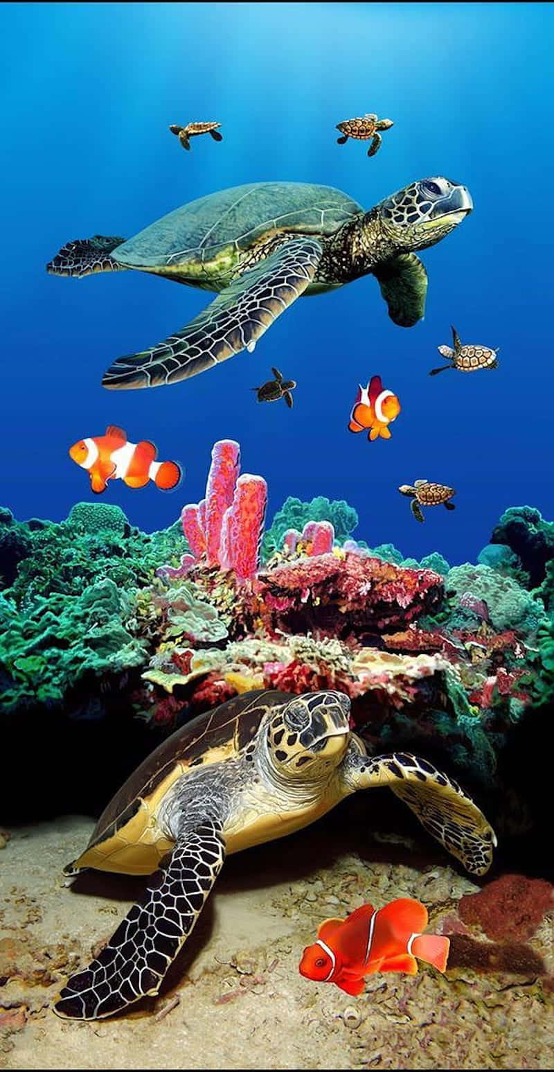 sea turtle 桌布 壁紙 — 兩隻海龜在充滿活力的珊瑚礁中滑行，小丑魚在清澈的藍色海水附近游動。