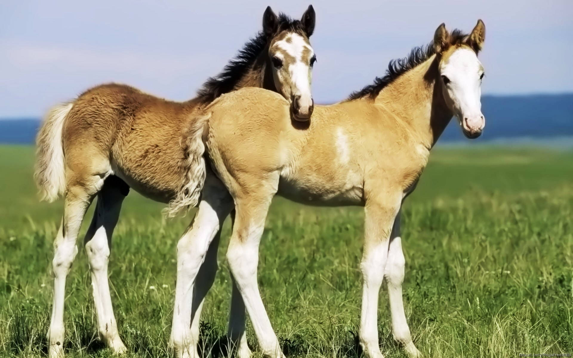 兩隻小馬駒在陽光明媚的日子裡一起站在草地上。