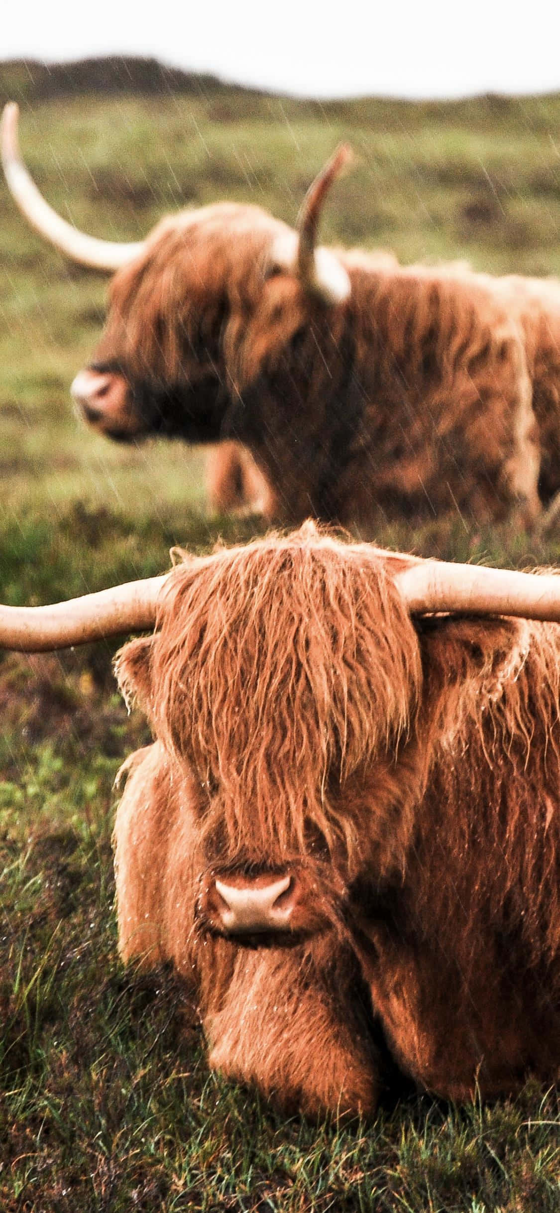 Highland Cow 桌布 壁紙 — 兩隻濕透的長角高地牛在草地上休息，雨水在牠們周圍落下。