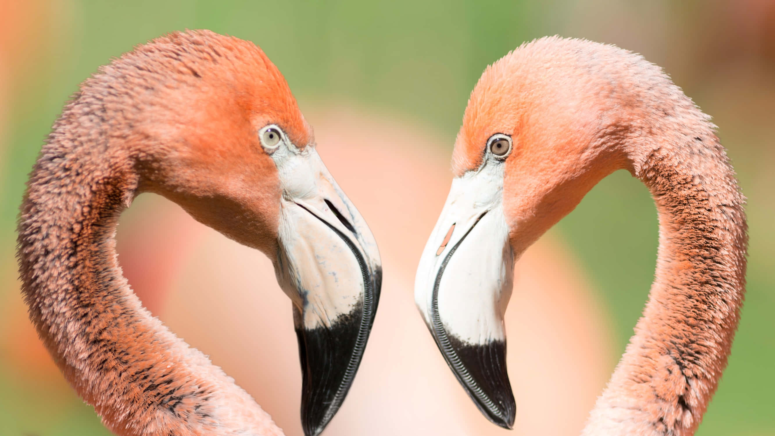 Pink Flamingos 桌布 壁紙 — 兩隻火烈鳥面對面，彎曲的頸部形成心形，背景柔和模糊。