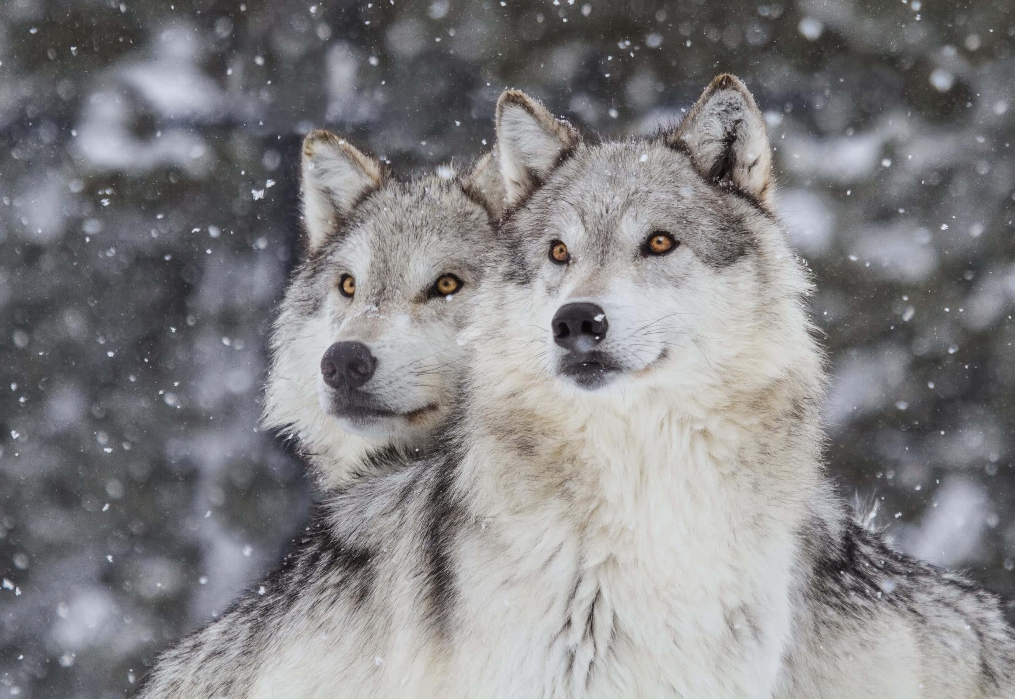 Wolf In Winter 桌布 壁紙 — 兩隻灰狼，琥珀色的眼睛凝視前方，雪花在模糊的雪林背景下飄落。