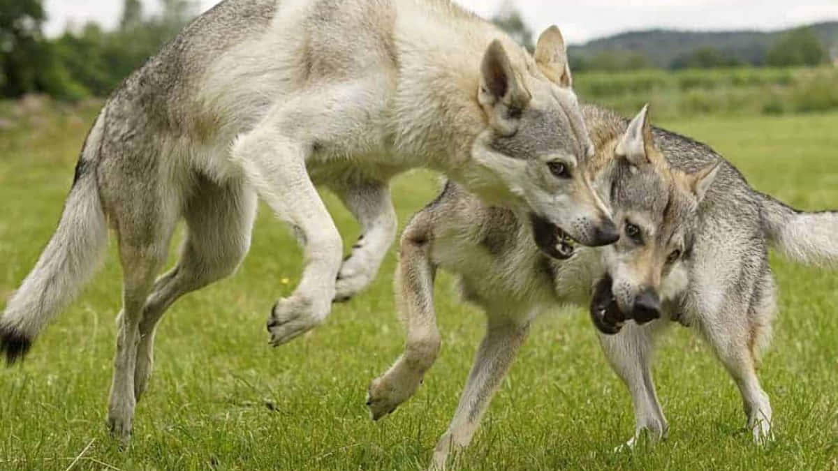wolfdog 桌布 壁紙 — 兩隻灰狼喺陰天嘅天空下，喺充滿活力嘅綠色草地上跳躍同扭打。