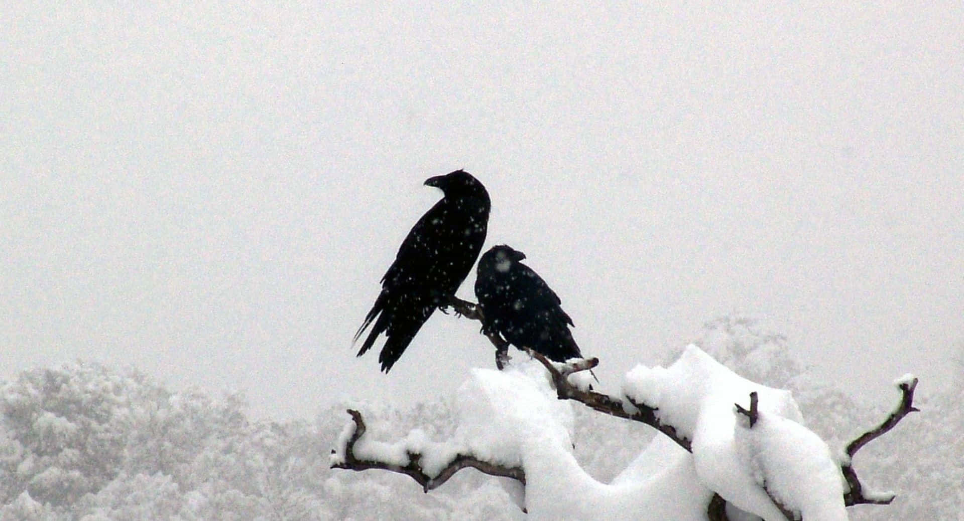 Snow Bird 桌布 壁紙 — 兩隻烏鴉棲息在積雪的樹枝上，背景是灰色的雪景，雪花飄落。