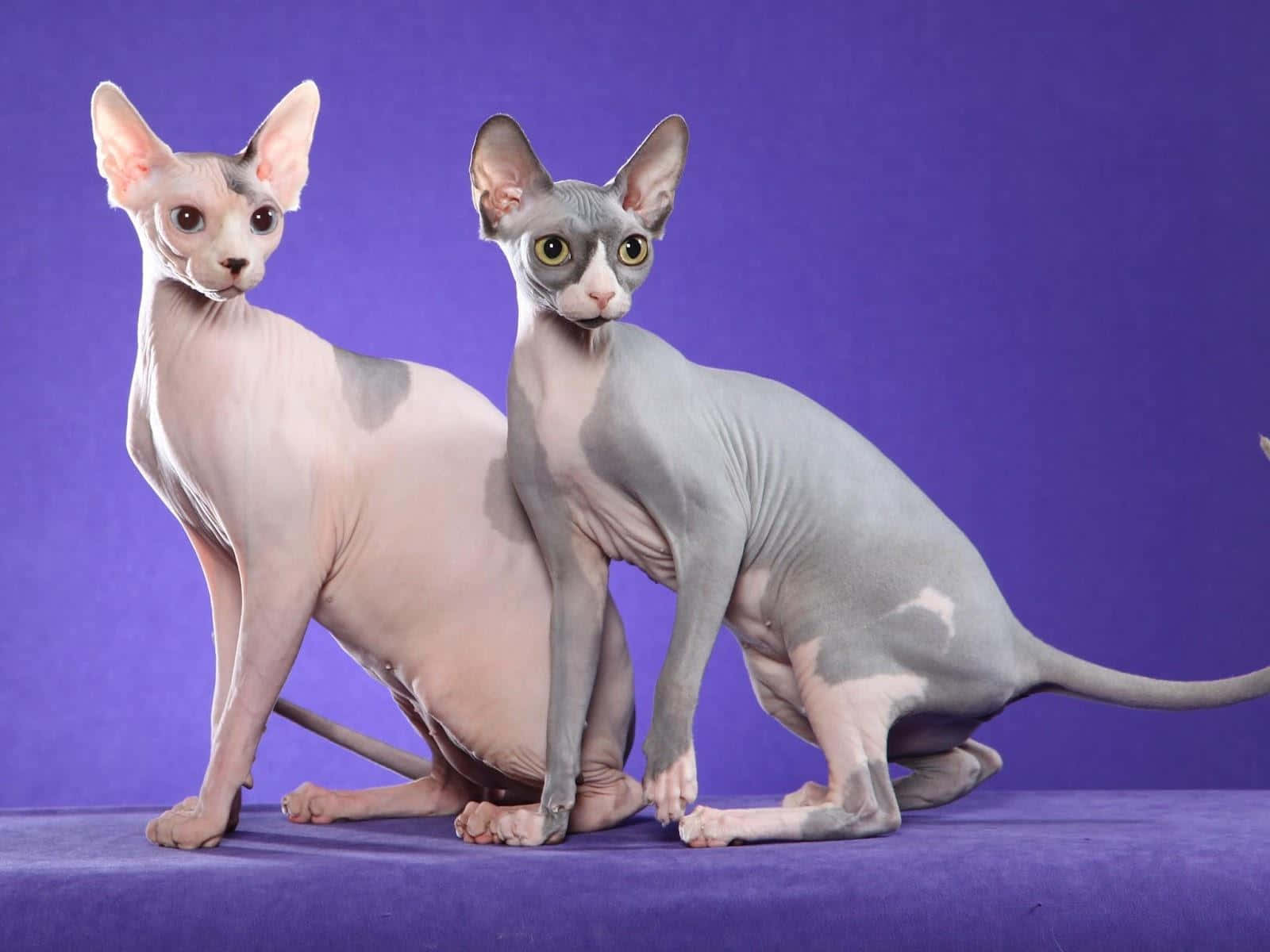 Sphynx 桌布 壁紙 — 兩隻無毛嘅斯芬克斯貓，有大耳朵同充滿表情嘅眼睛，喺純紫色背景前擺姿勢。
