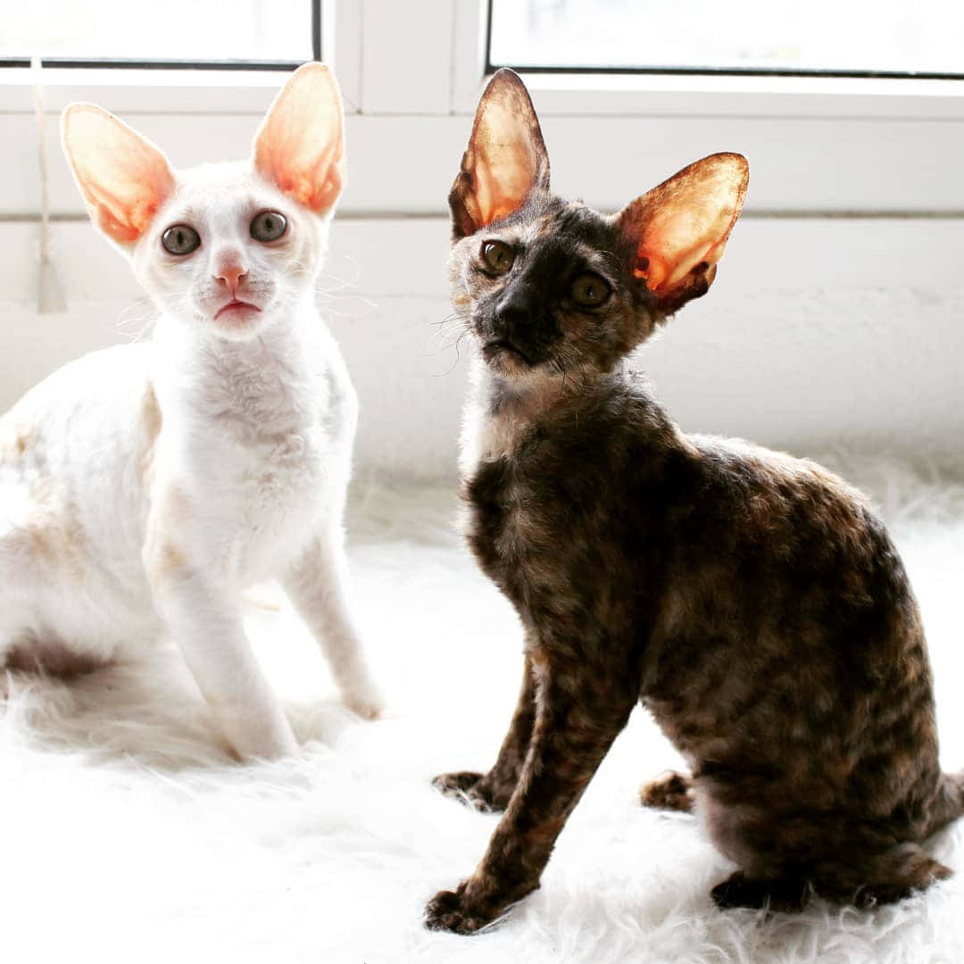 Cornish Rex 桌布 壁紙 — 兩隻無毛大耳貓坐在明亮窗戶附近的 fluffy 白色地毯上。