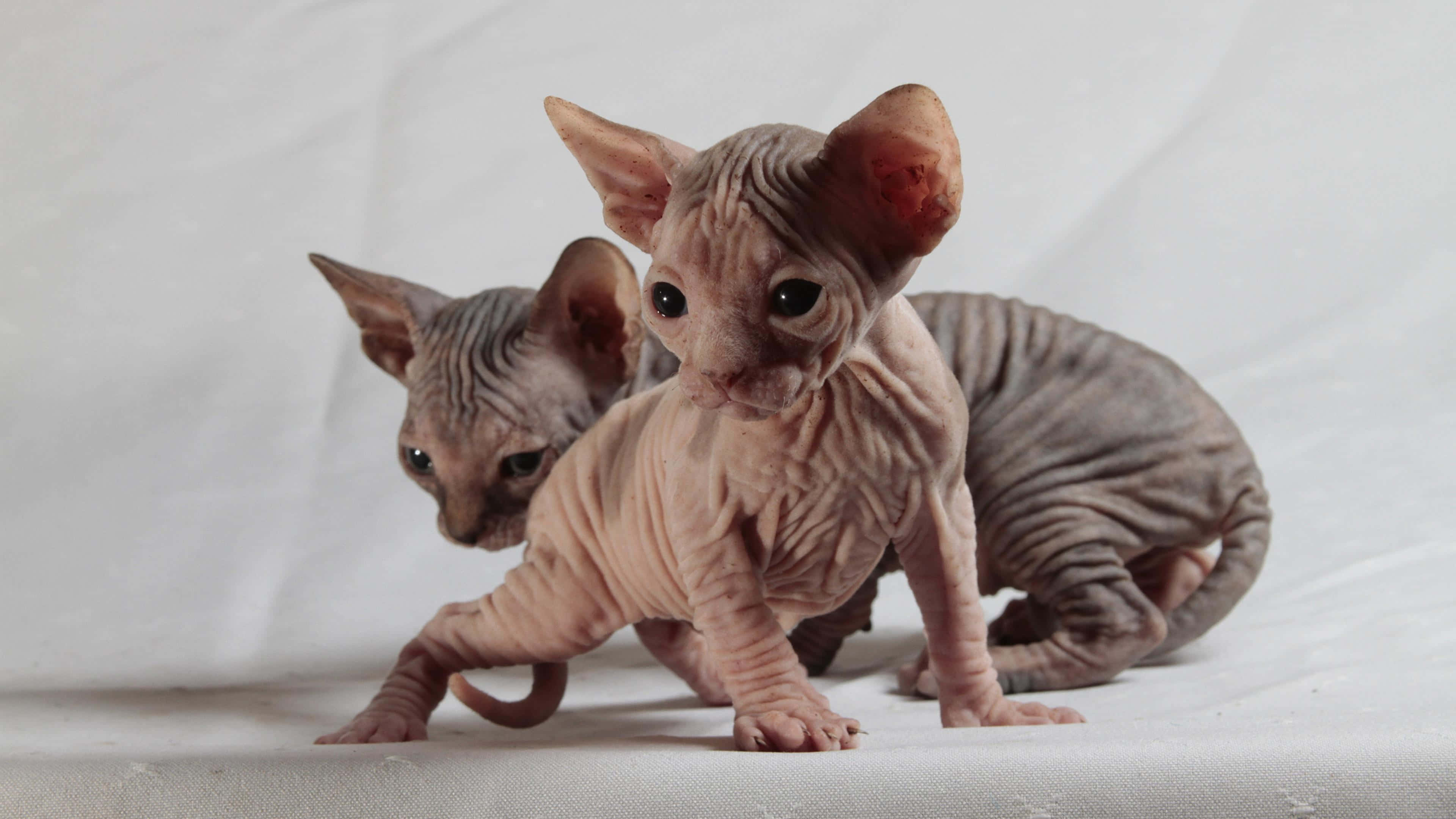 Sphynx 桌布 壁紙 — 兩隻無毛的斯芬克斯小貓，擁有皺褶的粉紅色皮膚和大耳朵，在純白色背景前好奇地擺姿勢。