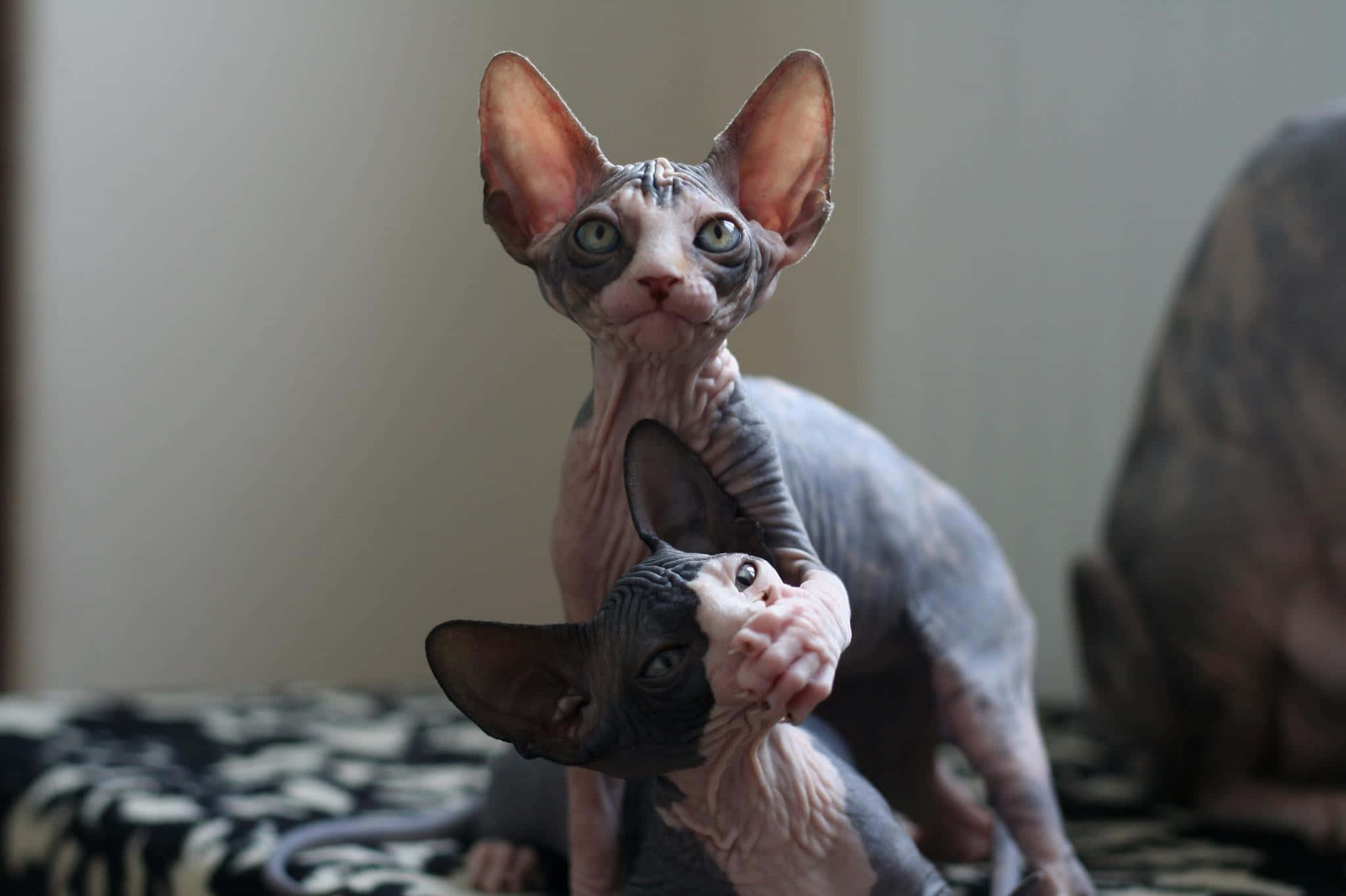 Sphynx 桌布 壁紙 — 兩隻無毛的斯芬克斯貓，有大耳朵和皺紋皮膚，好奇地在一張有圖案的毯子上擺姿勢。