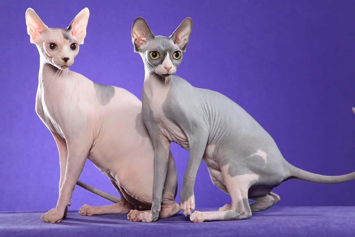 Canadian Sphynx 桌布 壁紙 — 兩隻無毛的斯芬克斯貓，耳朵大、眼睛富有表情，在純紫色背景前擺姿勢。